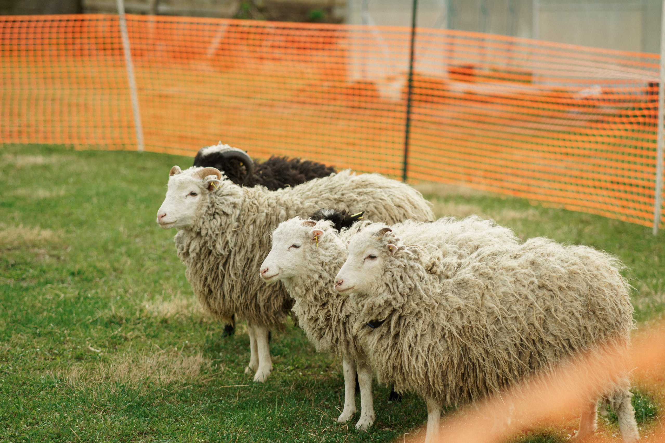 Herding Days, 26 apr. 2025. Kat Laisaar — Pet photographer in Tallinn