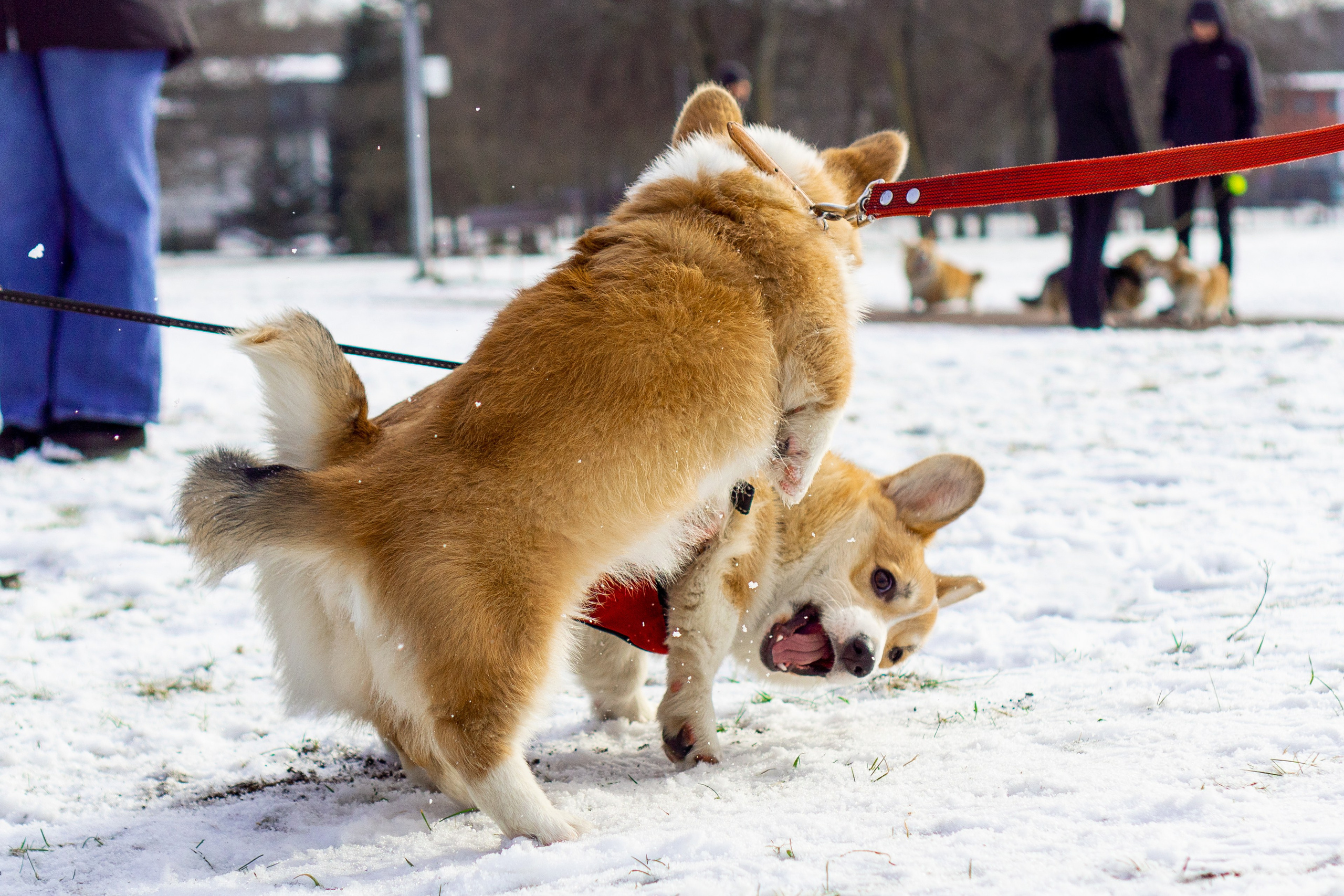 Corgi party, 23 feb. 2025. Kat Laisaar — Pet photographer in Tallinn