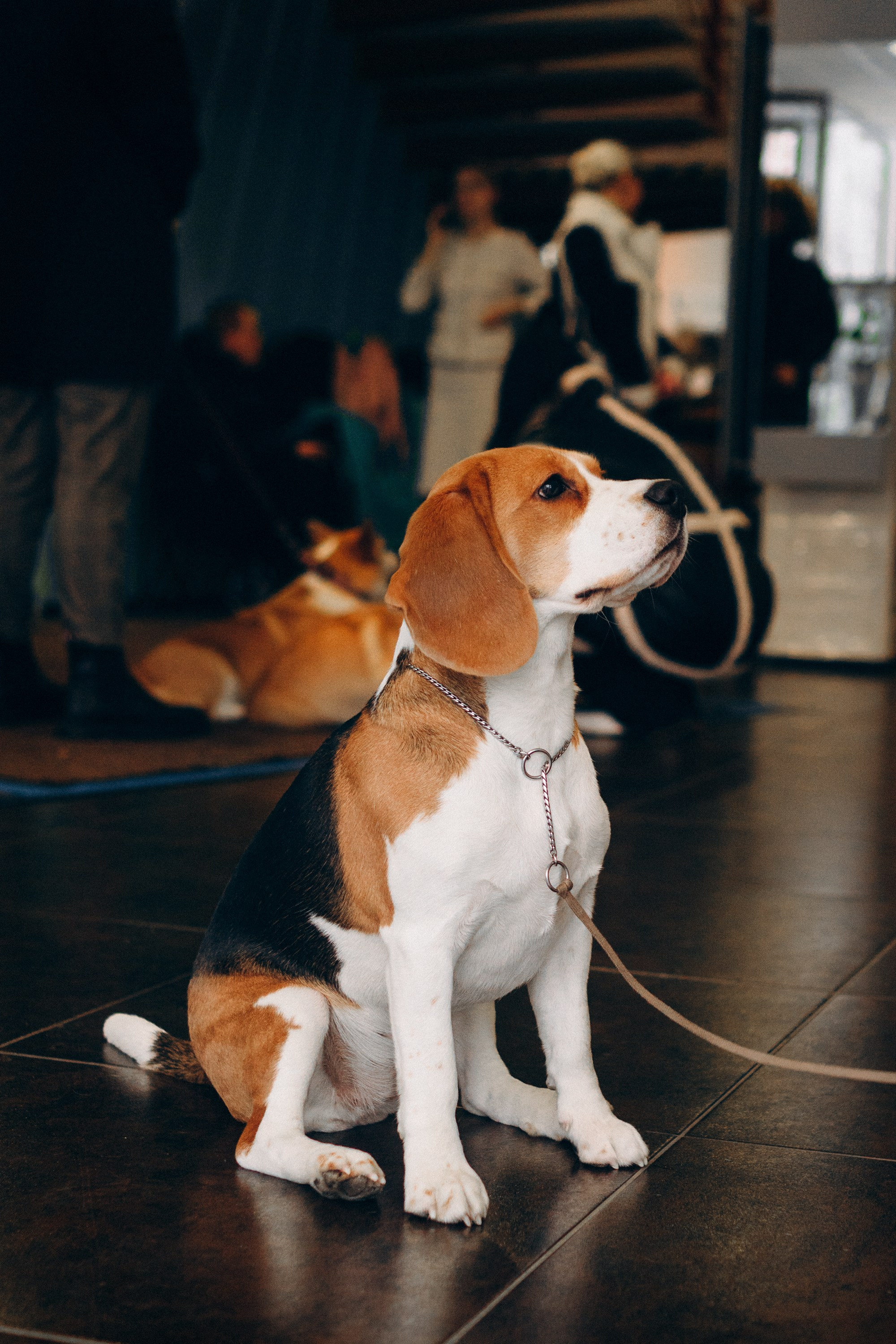 Luure & Cascada. Kat Laisaar — Pet photographer in Tallinn