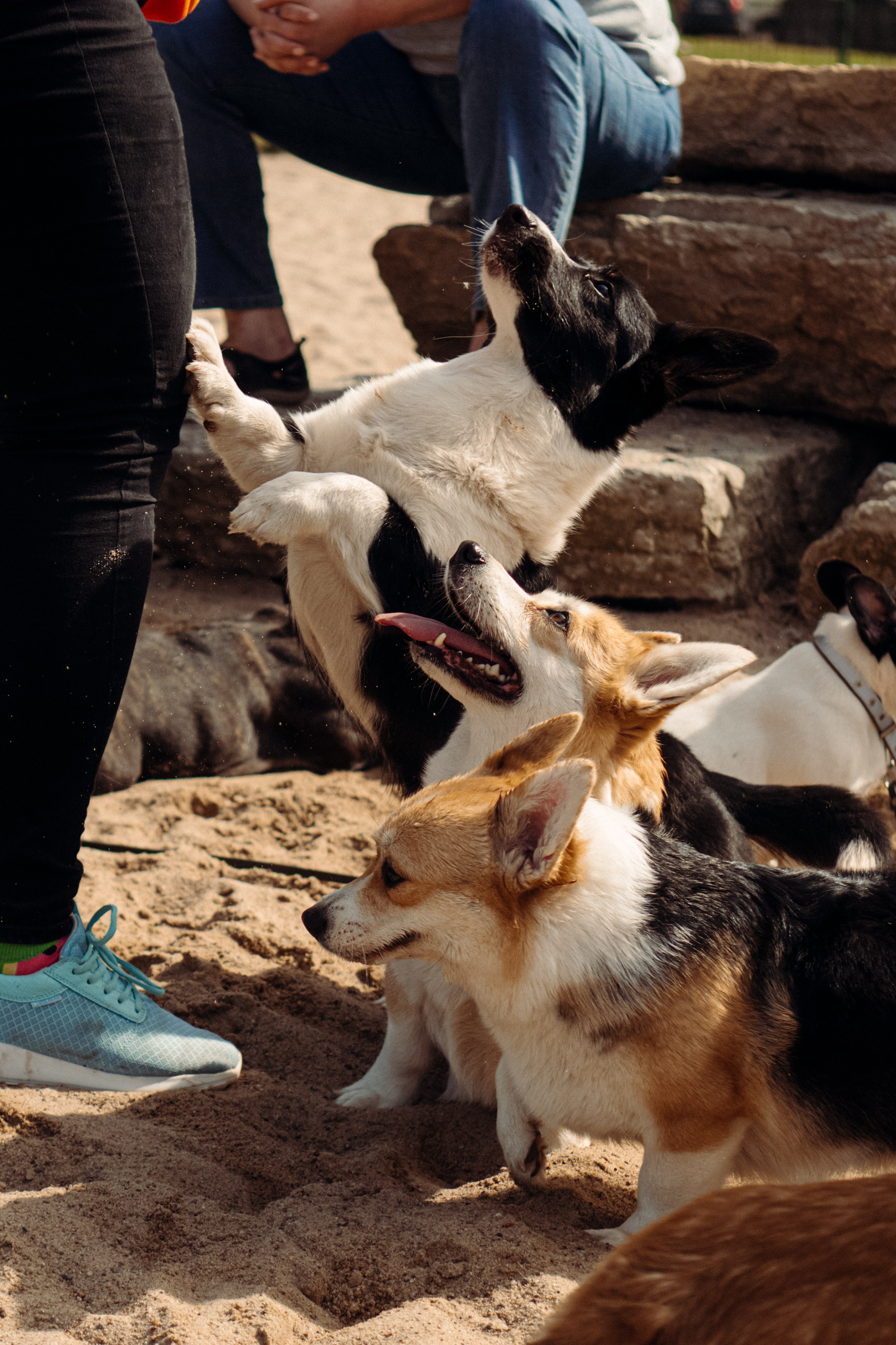 Corgi party, 18 apr. 2025. Kat Laisaar — Pet photographer in Tallinn
