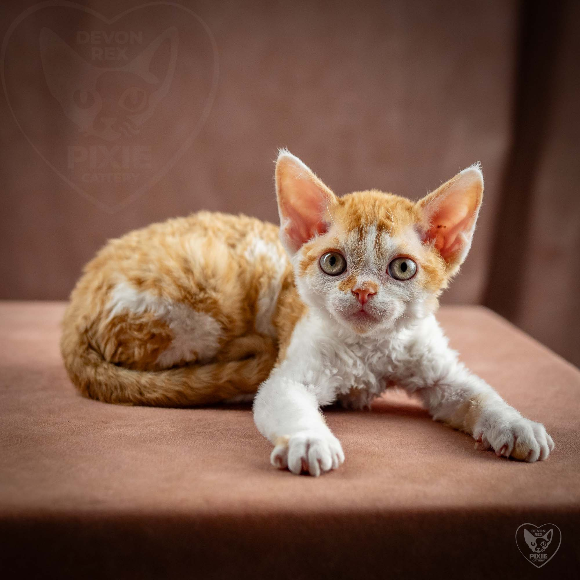 Gary,  boy, born on 01.18.25. Devon Rex Pixie Cattery