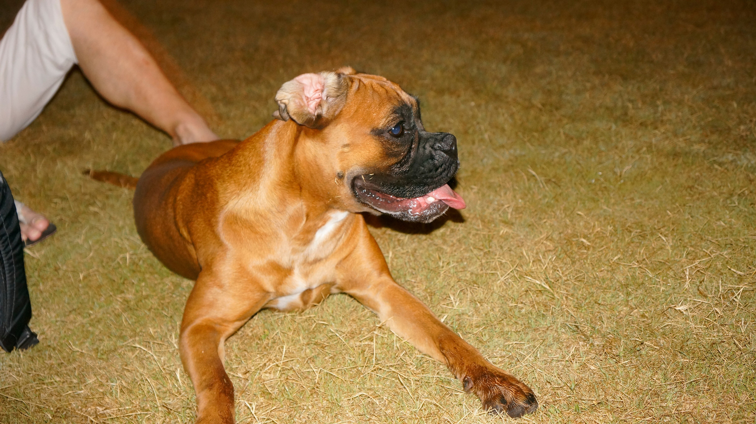 My ״Star״ Boxer Dog