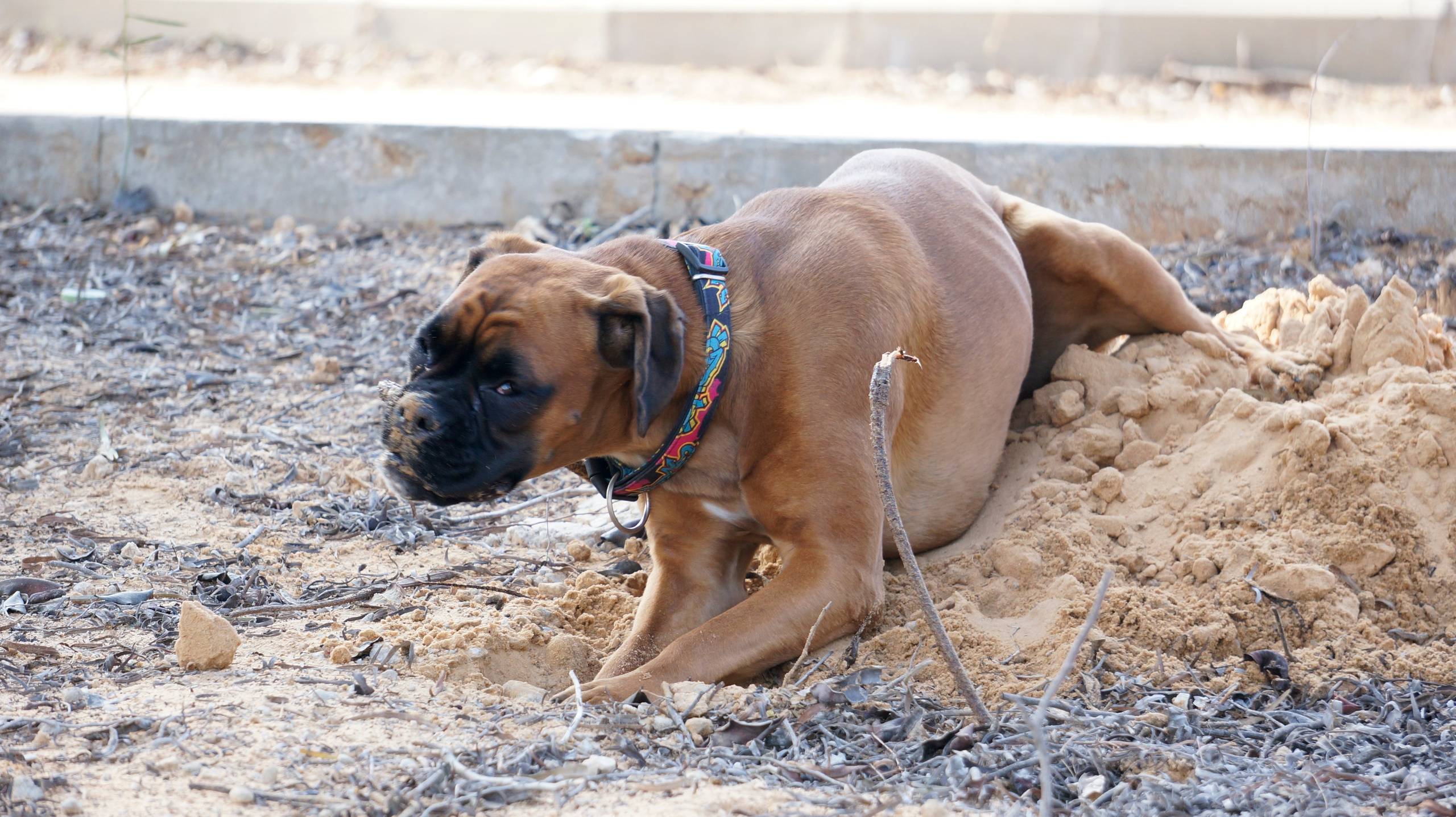 My ״Star״ Boxer Dog