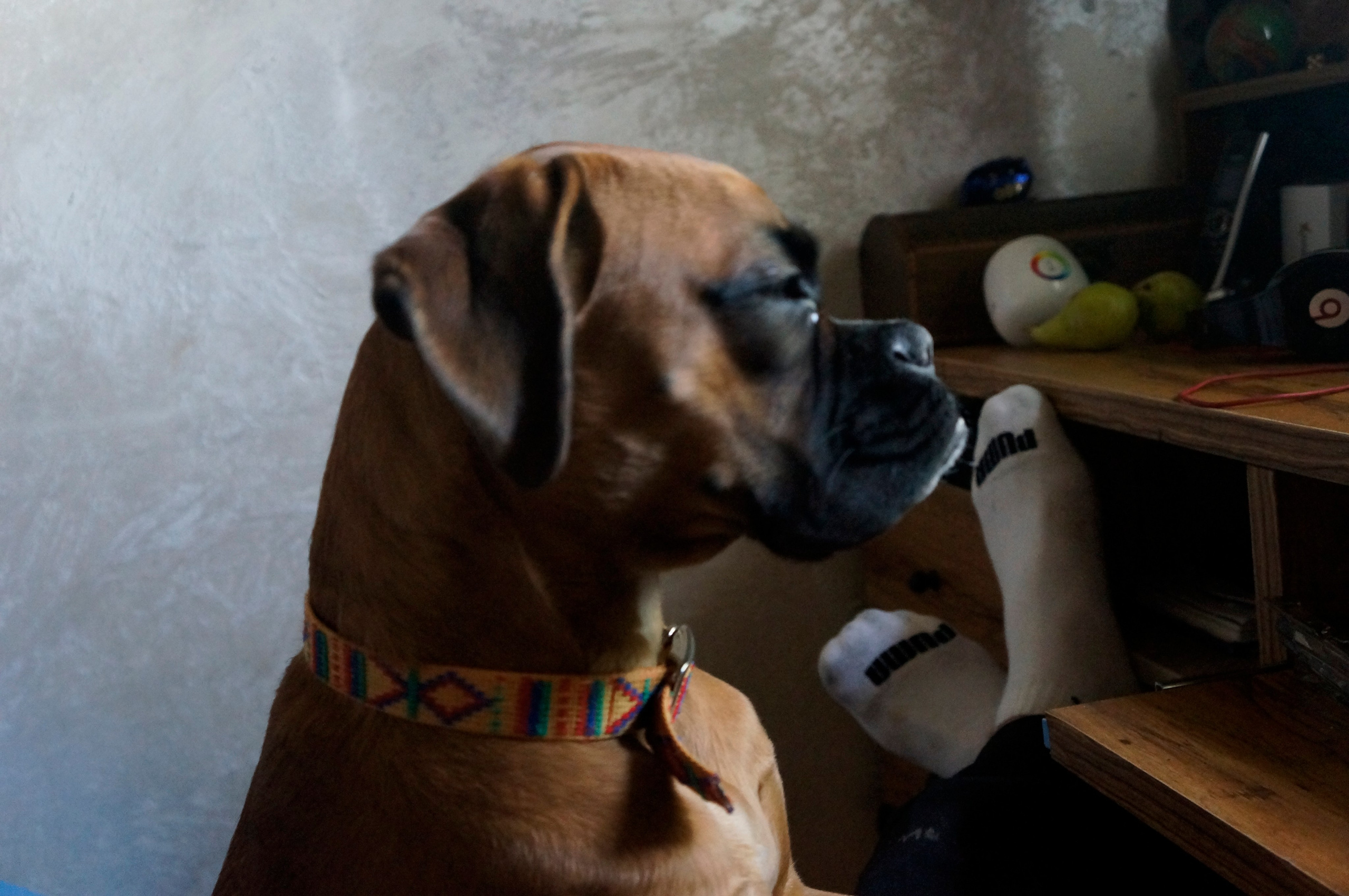 My ״Star״ Boxer Dog