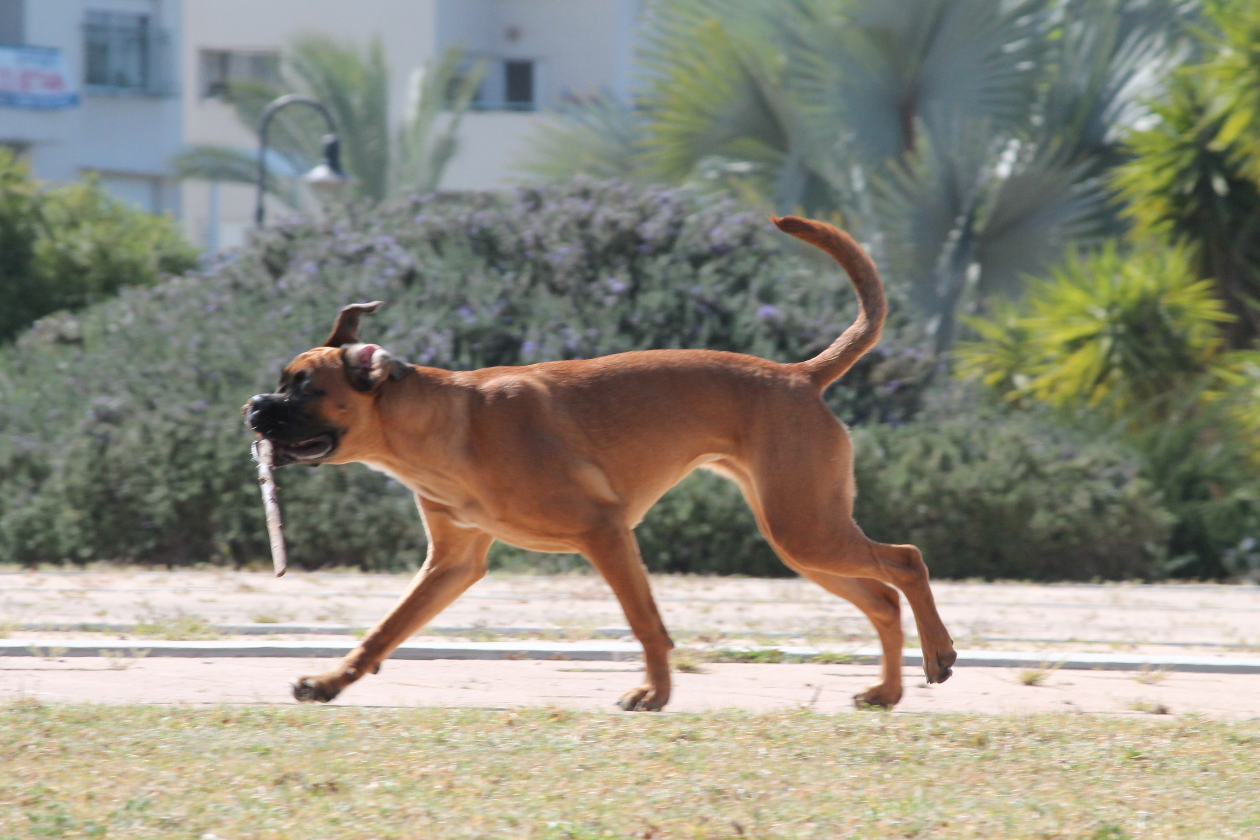 My ״Star״ Boxer Dog