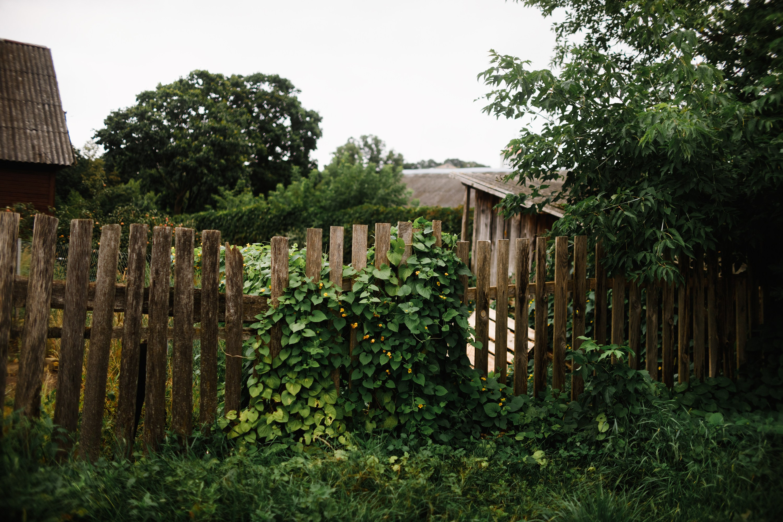 Grodno. Kaja | fotograf we Wrocławiu | ludzie i psy