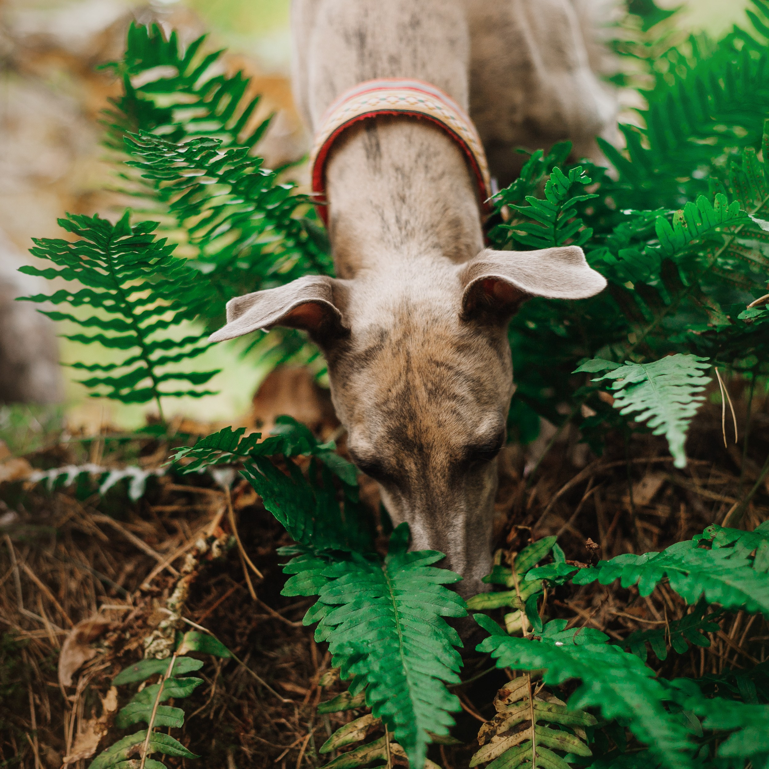 «Kasmach» dogs ammunition. Kaja | fotograf we Wrocławiu | ludzie i psy