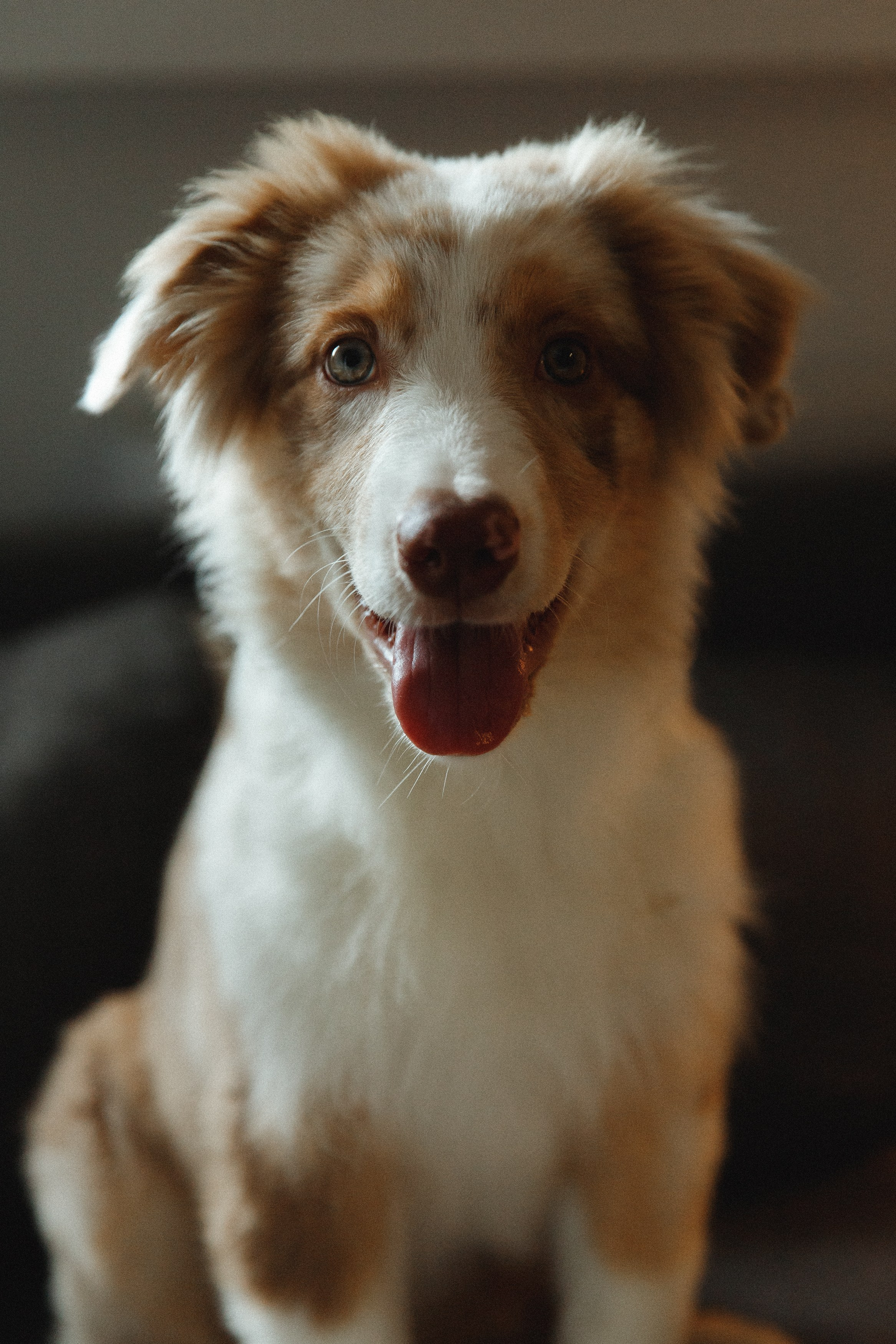 Fotografia psów Wrocław. Kaja | fotograf we Wrocławiu | ludzie i psy