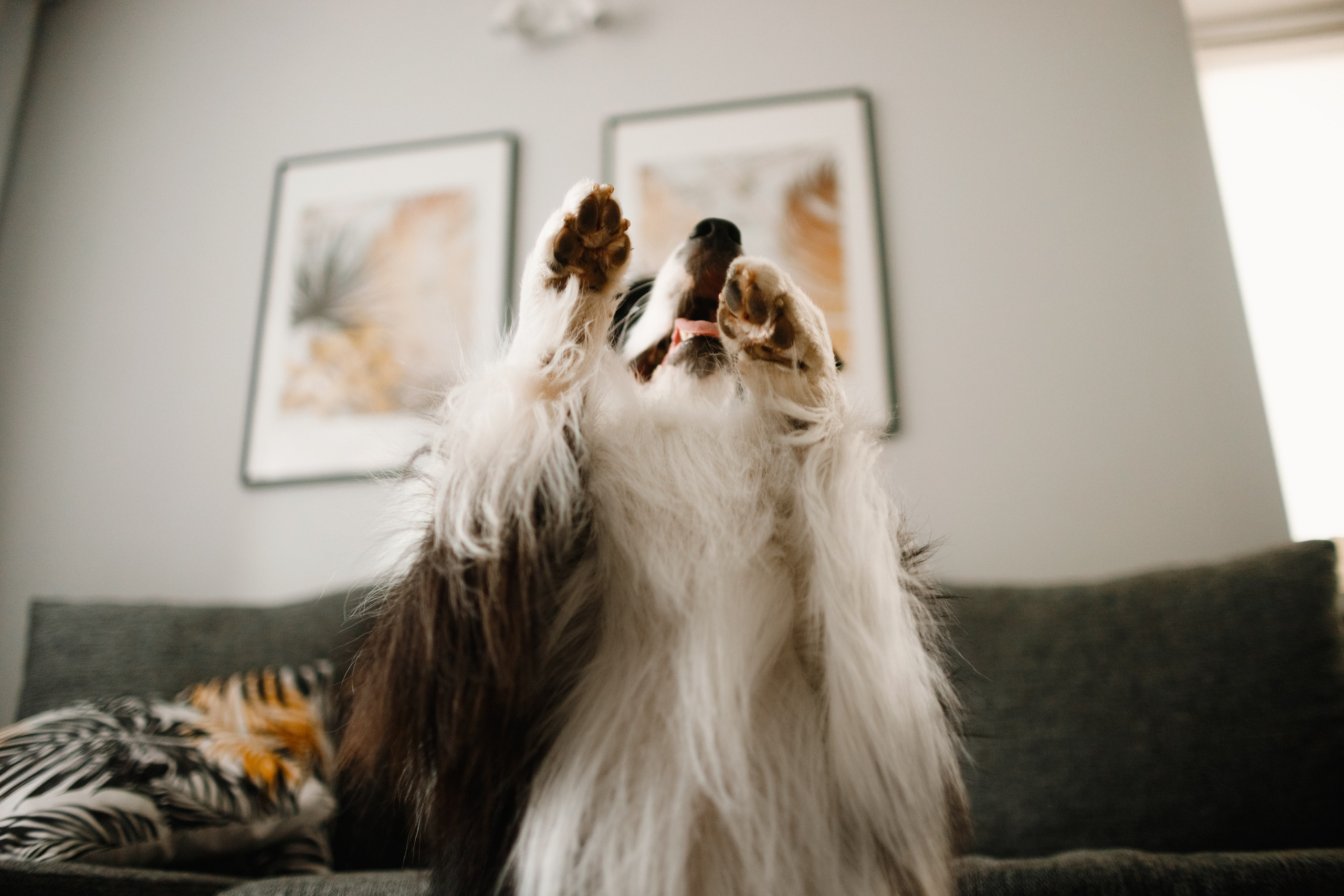 Evgenia & Richard. Kaja | fotograf we Wrocławiu | ludzie i psy
