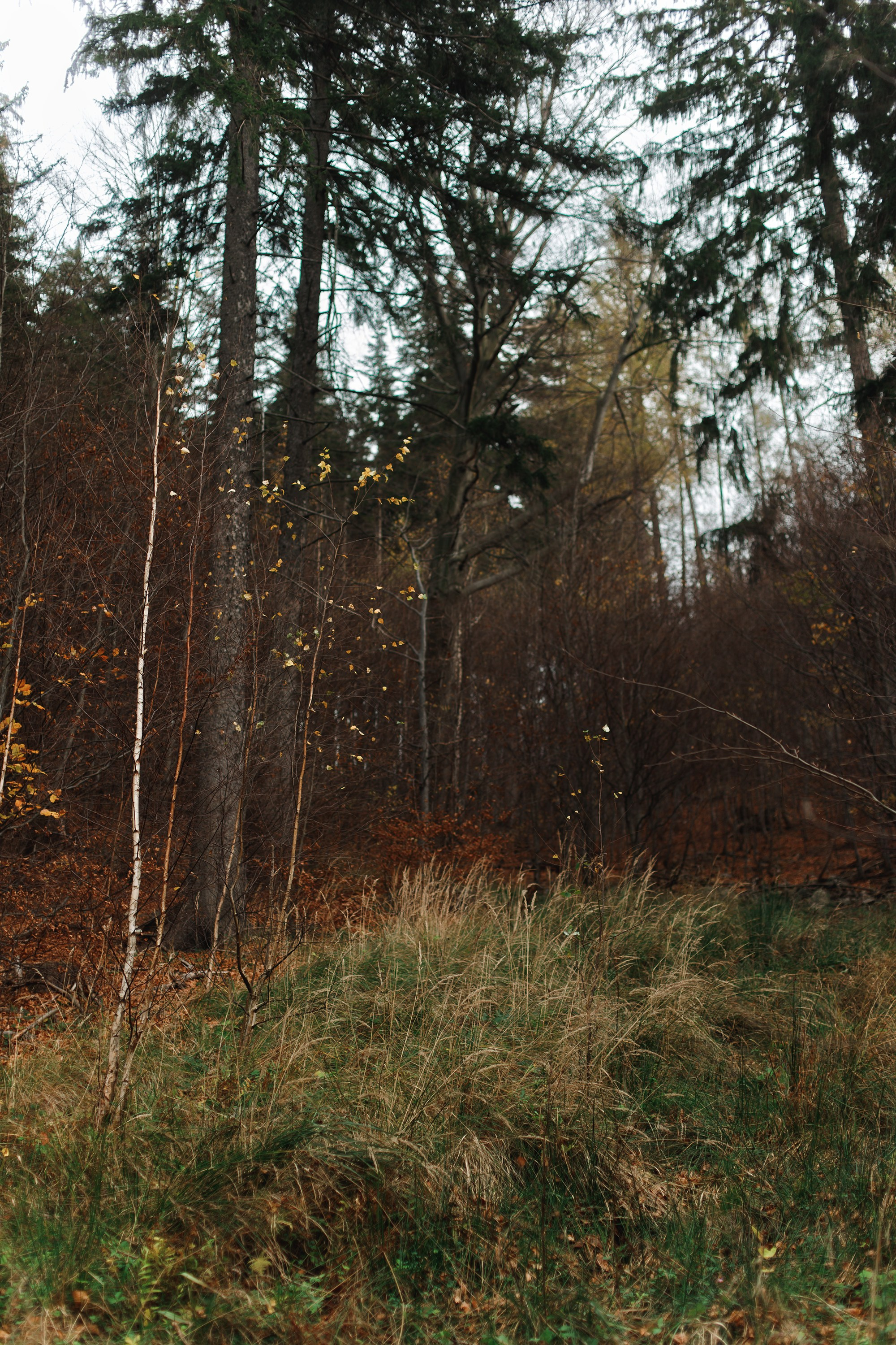 Sowie góry. Kaja | fotograf we Wrocławiu | ludzie i psy