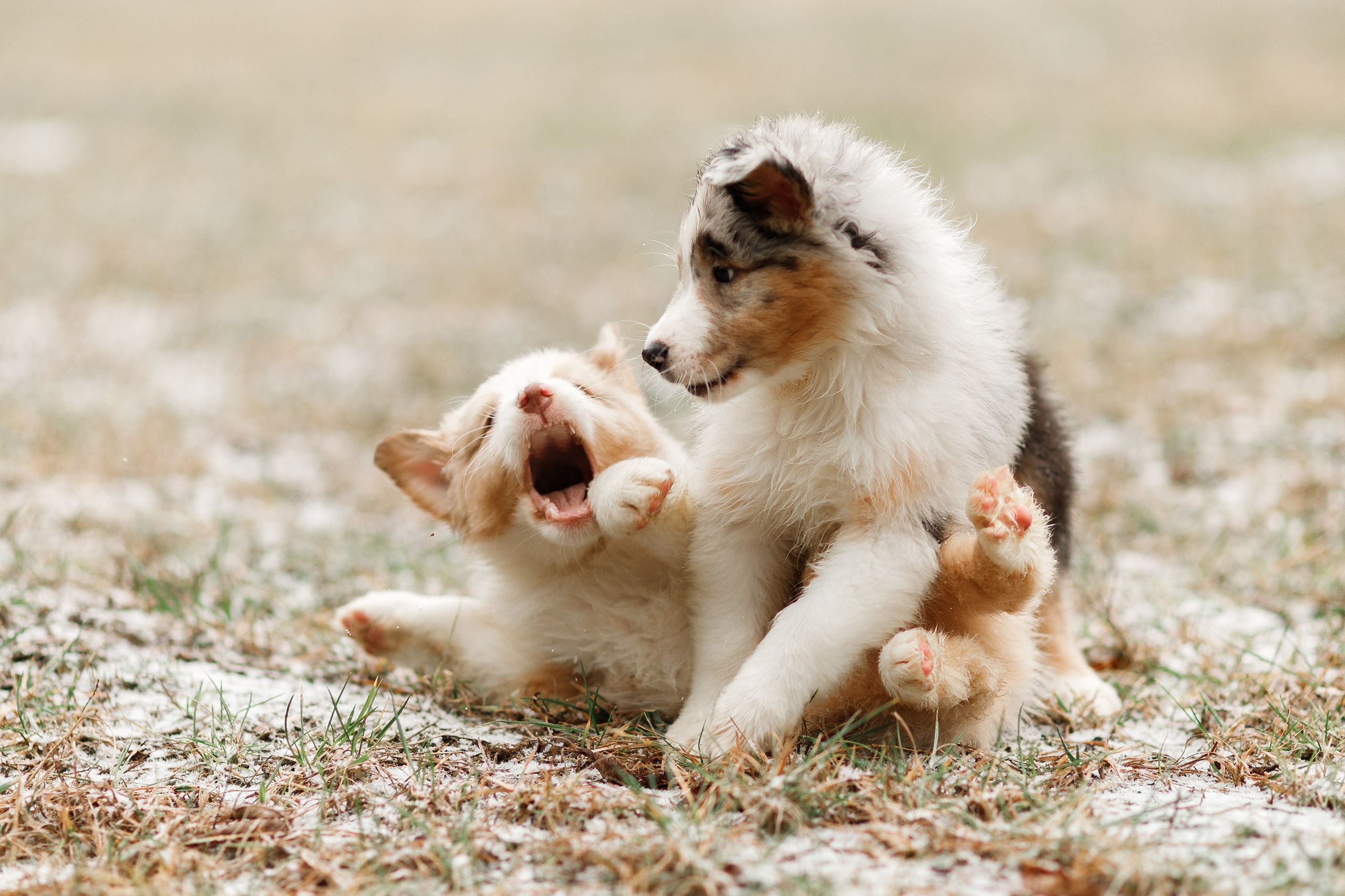 Pack of aussie puppies. Kaja | fotograf psów we Wrocławiu