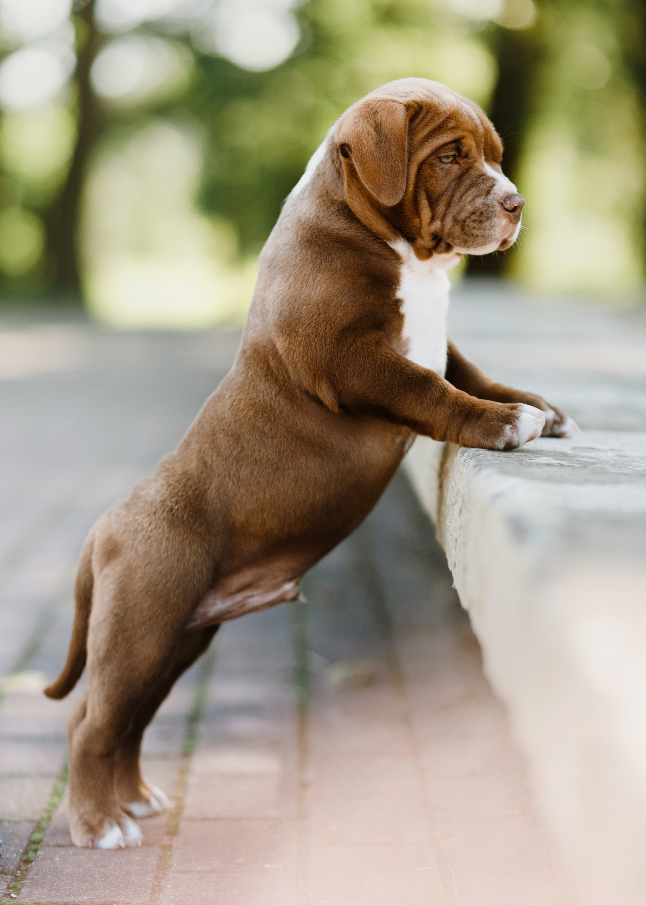 Bullie puppies. Kaja | fotograf we Wrocławiu | ludzie i psy