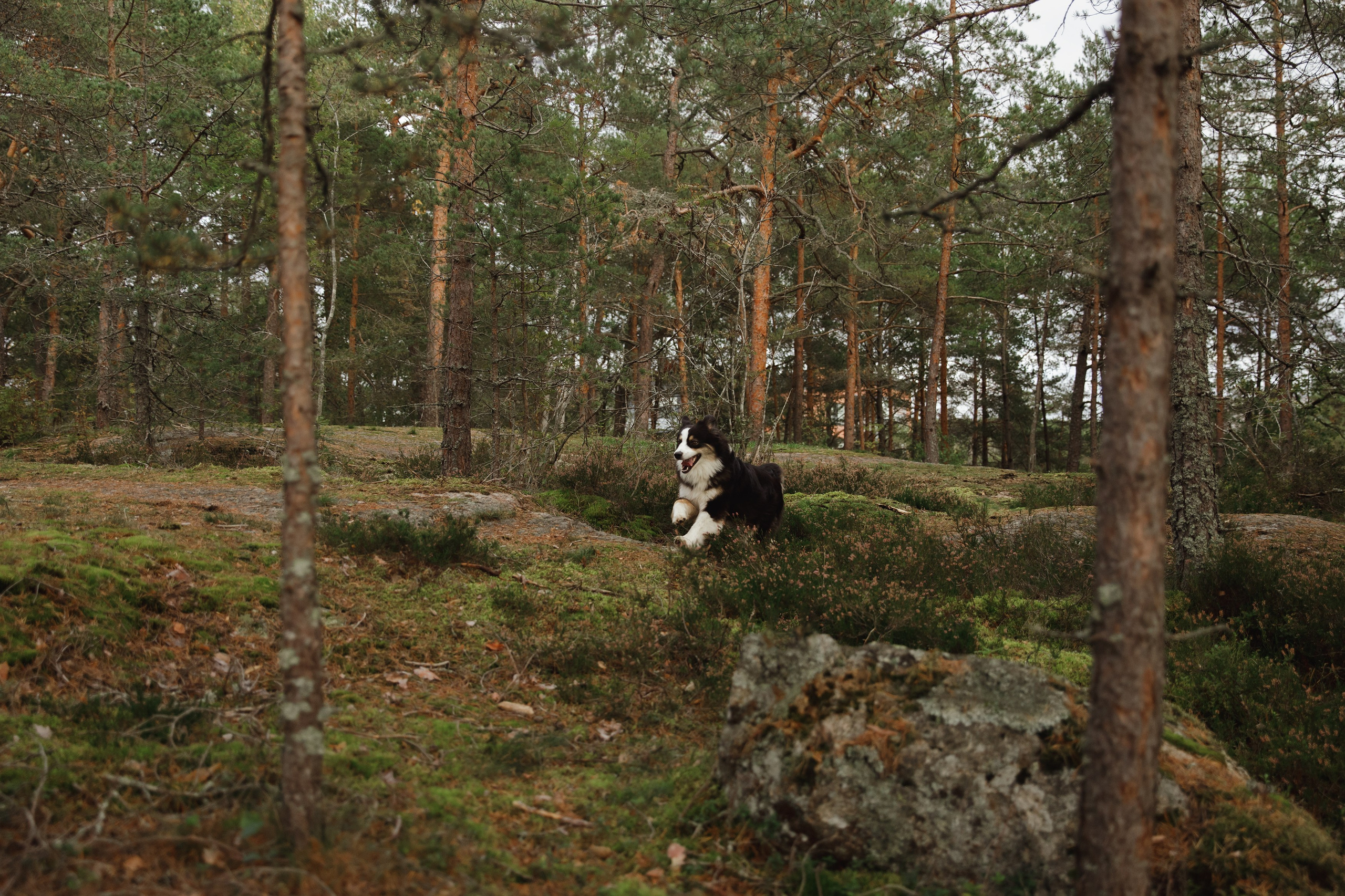 Finnish mossy hills. Kaja | fotograf psów we Wrocławiu