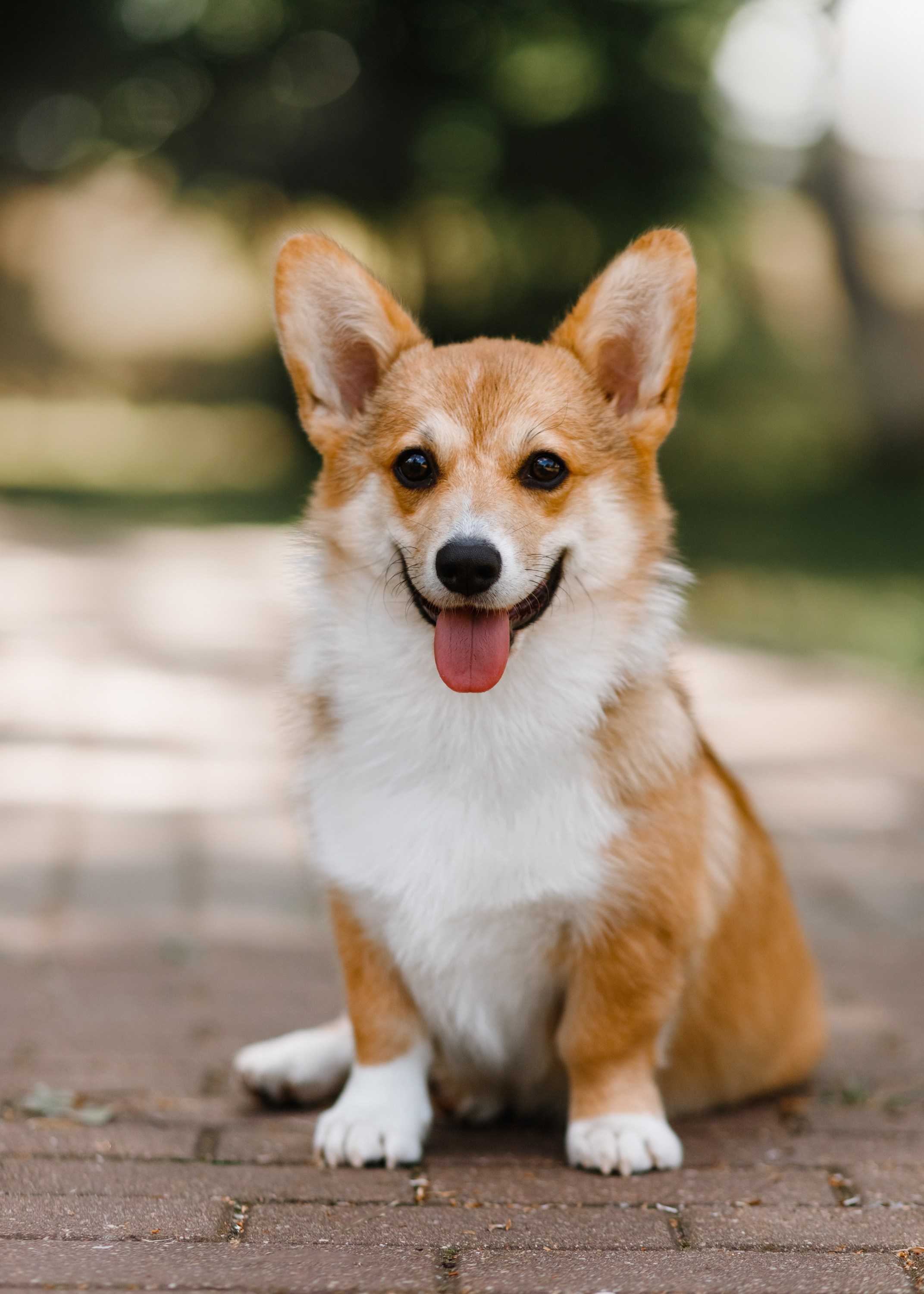Dog shows | the best ones. Kaja | fotograf psów we Wrocławiu