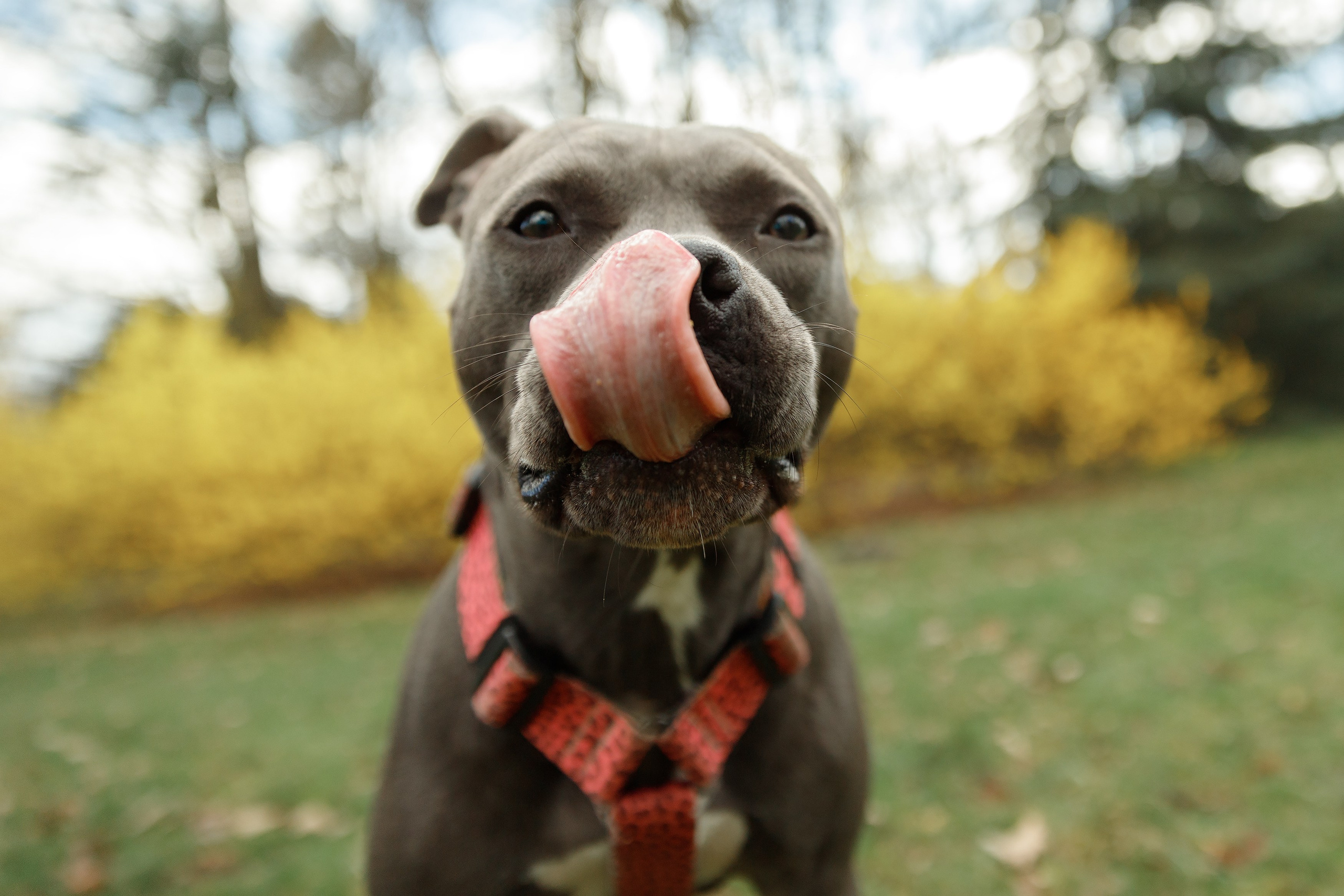 Bombka. Kaja | fotograf we Wrocławiu | ludzie i psy