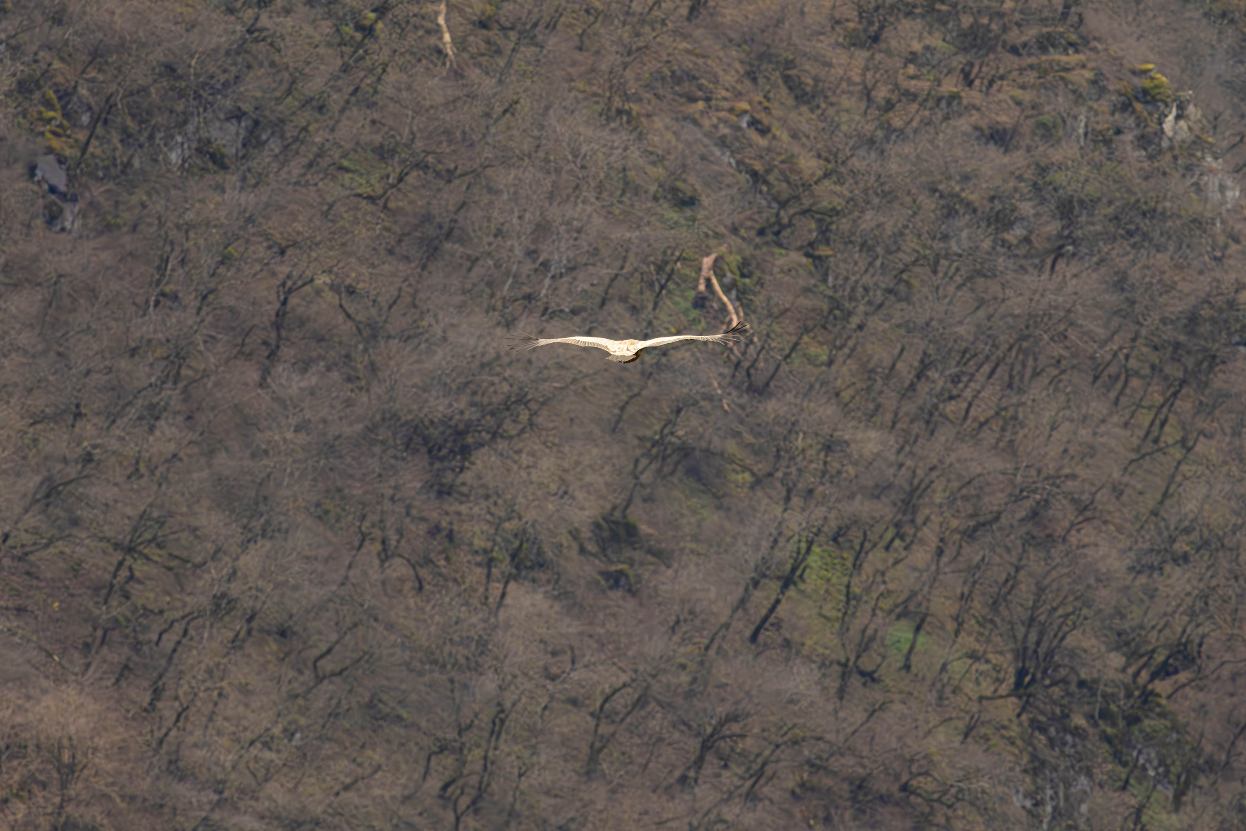 სამშვილდე. FramefreeMan