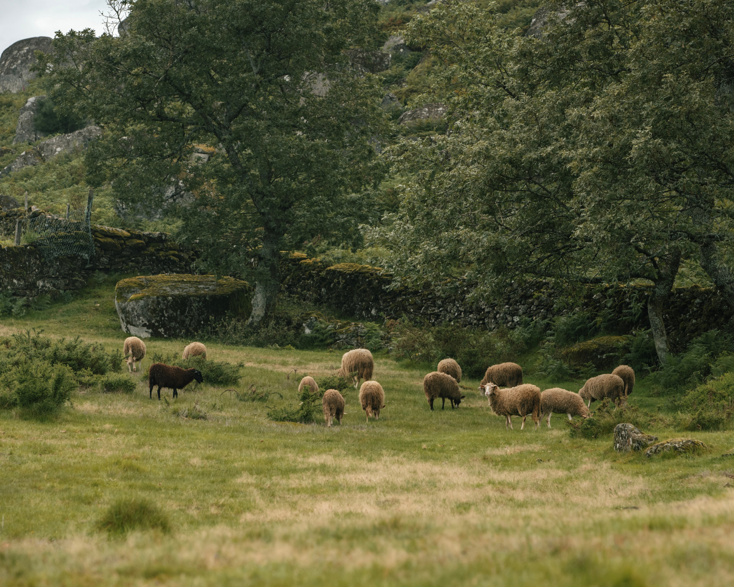 SOFIA and VALTER. Arouca. Anastasiia Antoniuk portrait, family and couple photographer, Portugal