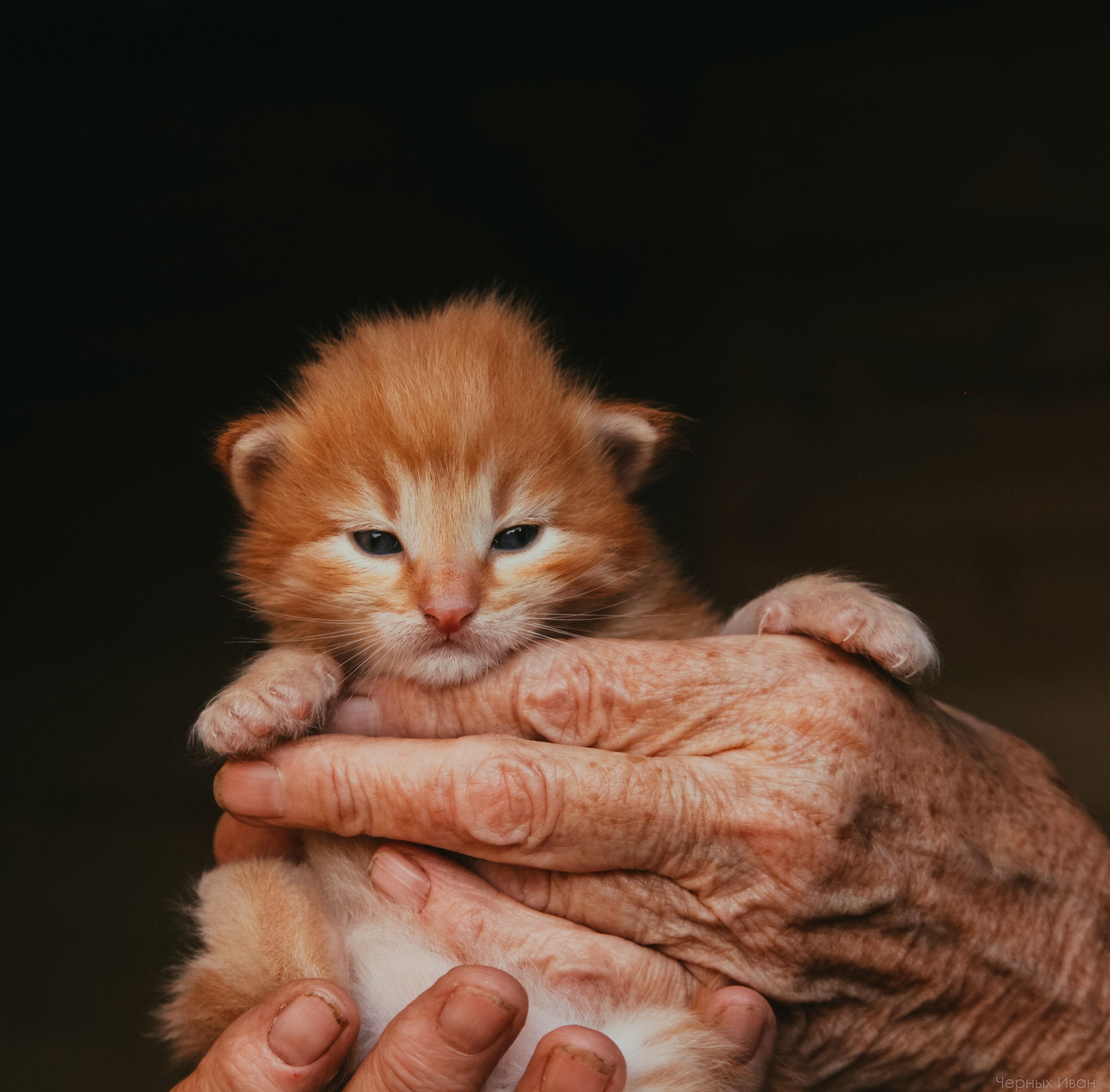 Кот шпедингера. Стрит-фотография, полная абсурда, идиотизма и красоты