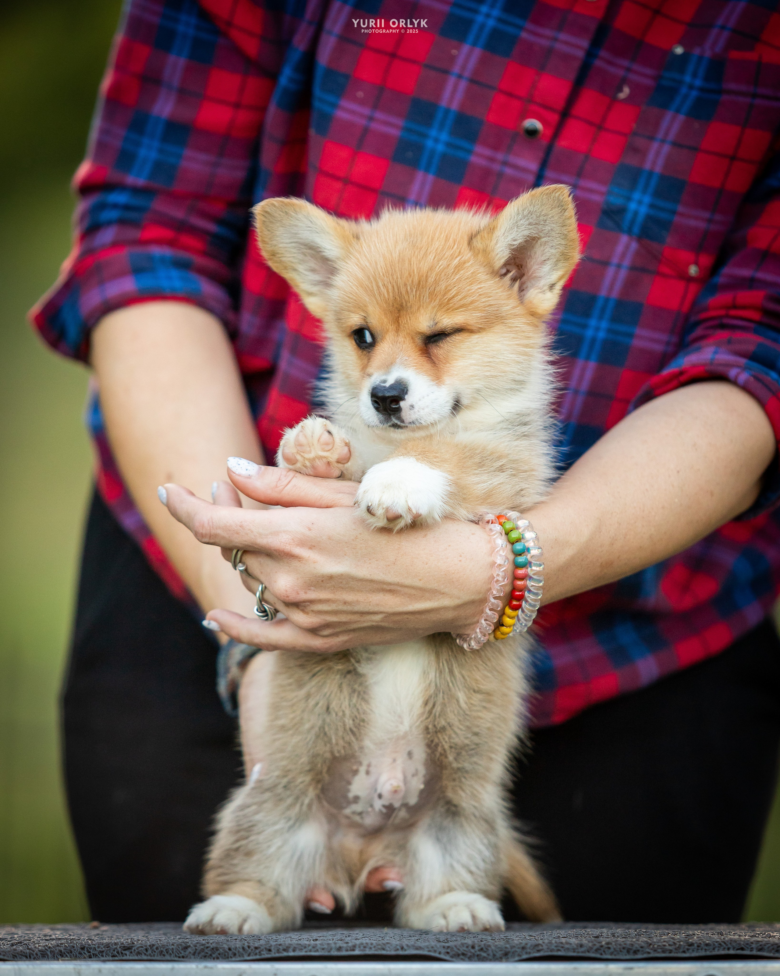 Puppies. Yurii Orlyk Photography