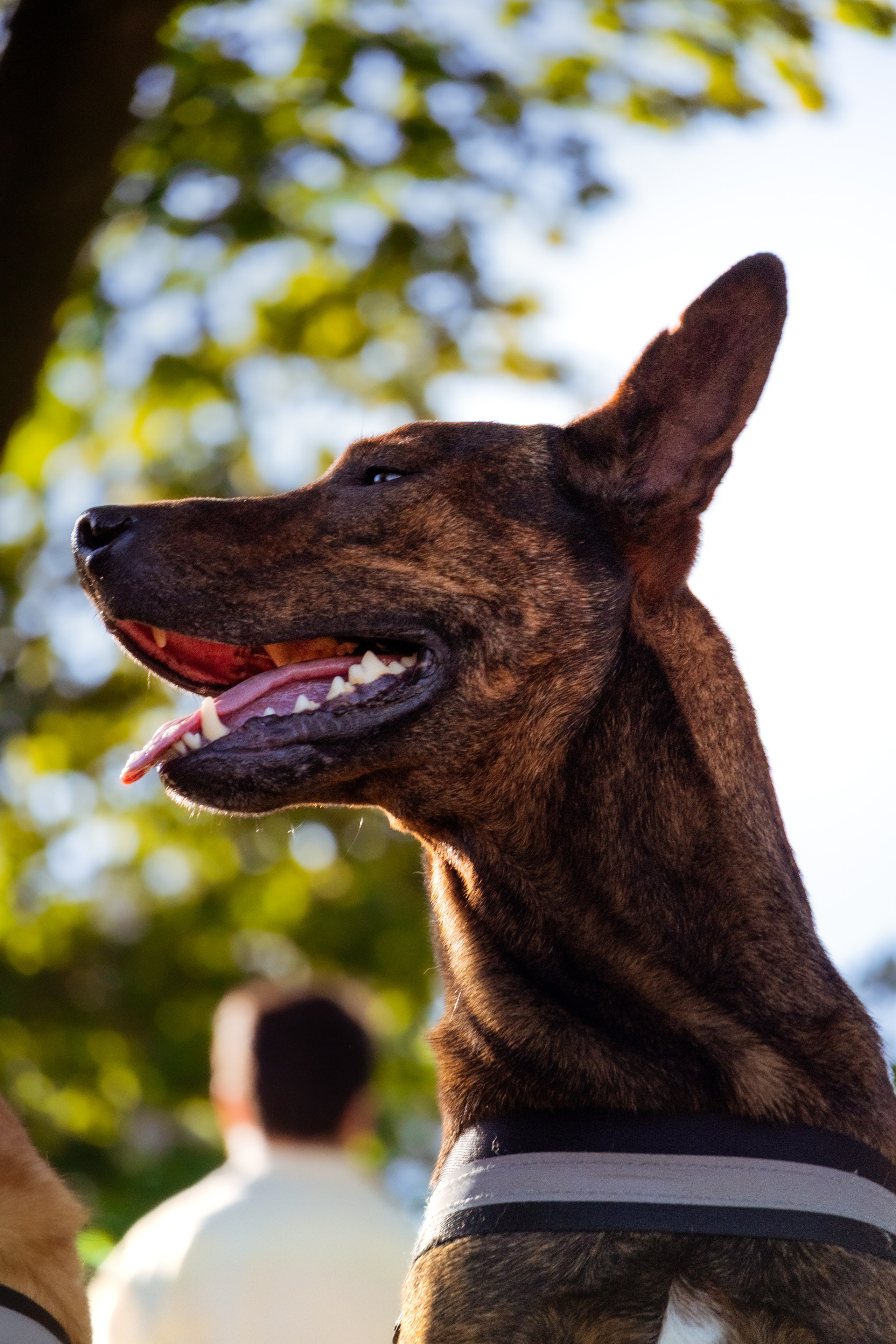Dupla Canina ao Ar Livre. Fotógrafo espontâneo de eventos DGallery