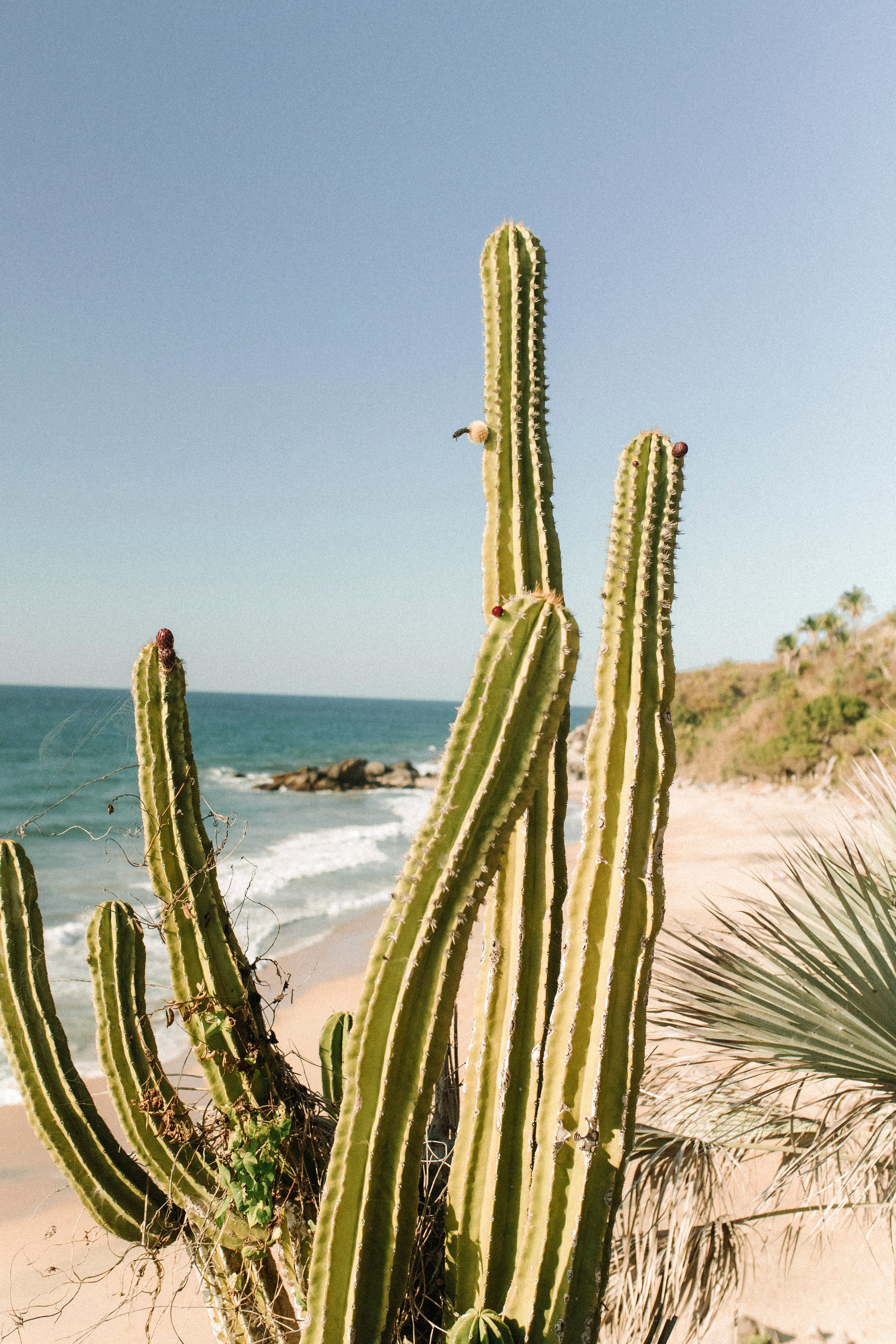 Teitiare Estate, Sayulita. Wedding photographer Mexico Sayulita Puerto Vallarta Punta Mita Cabo