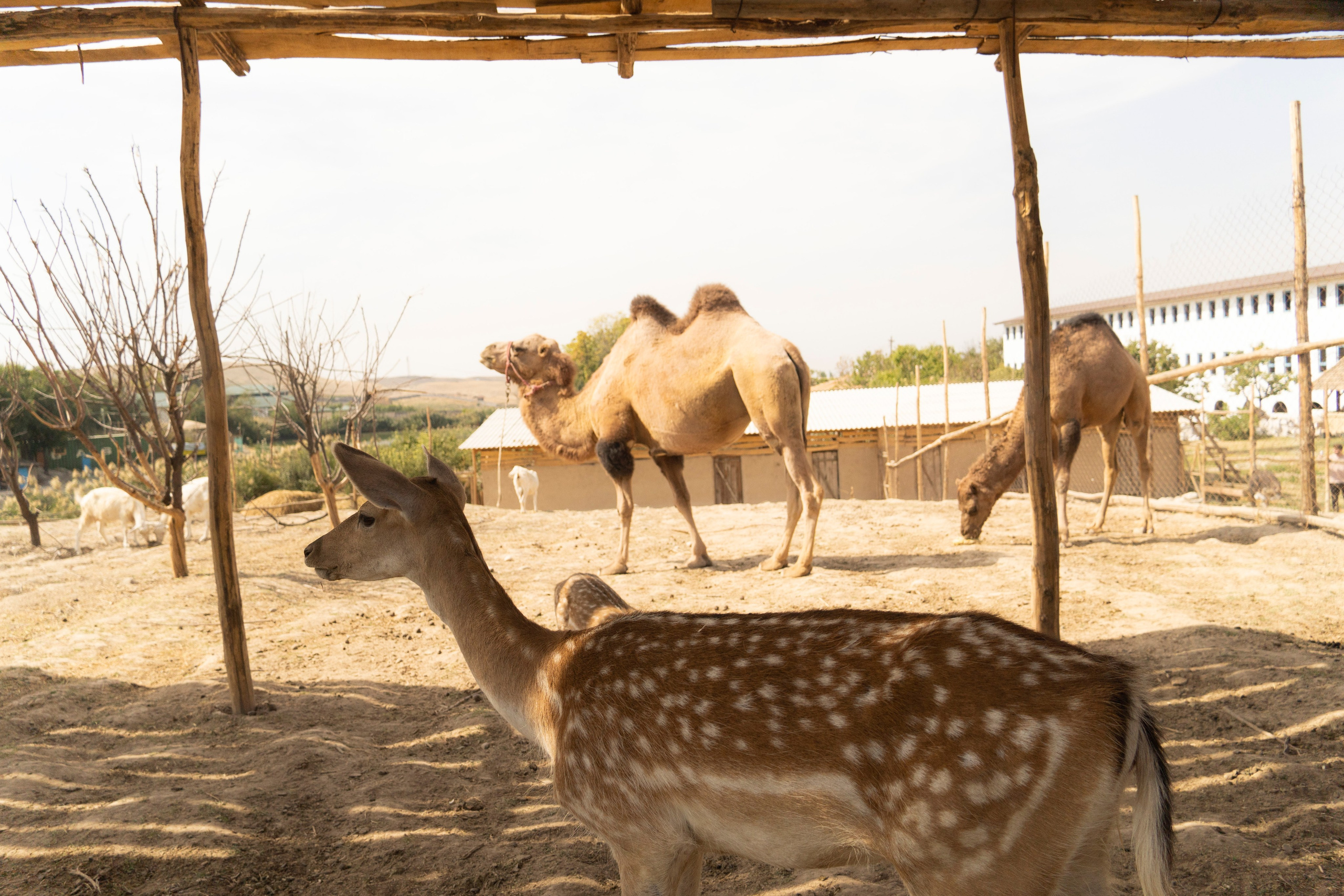Gen U. Melikov Amir, Uzbekistan based photographer