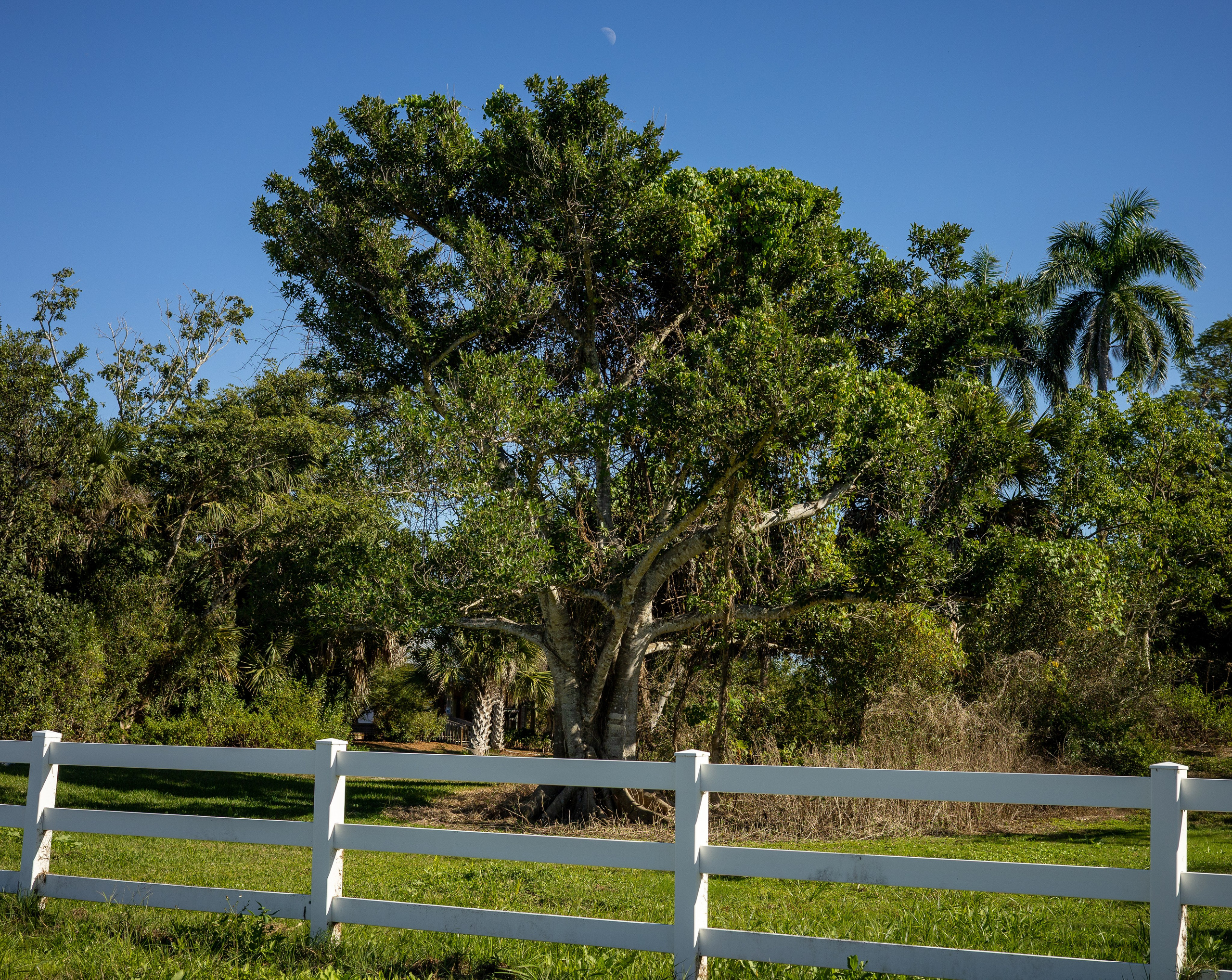 Pine Island / Machala. Out and About 239