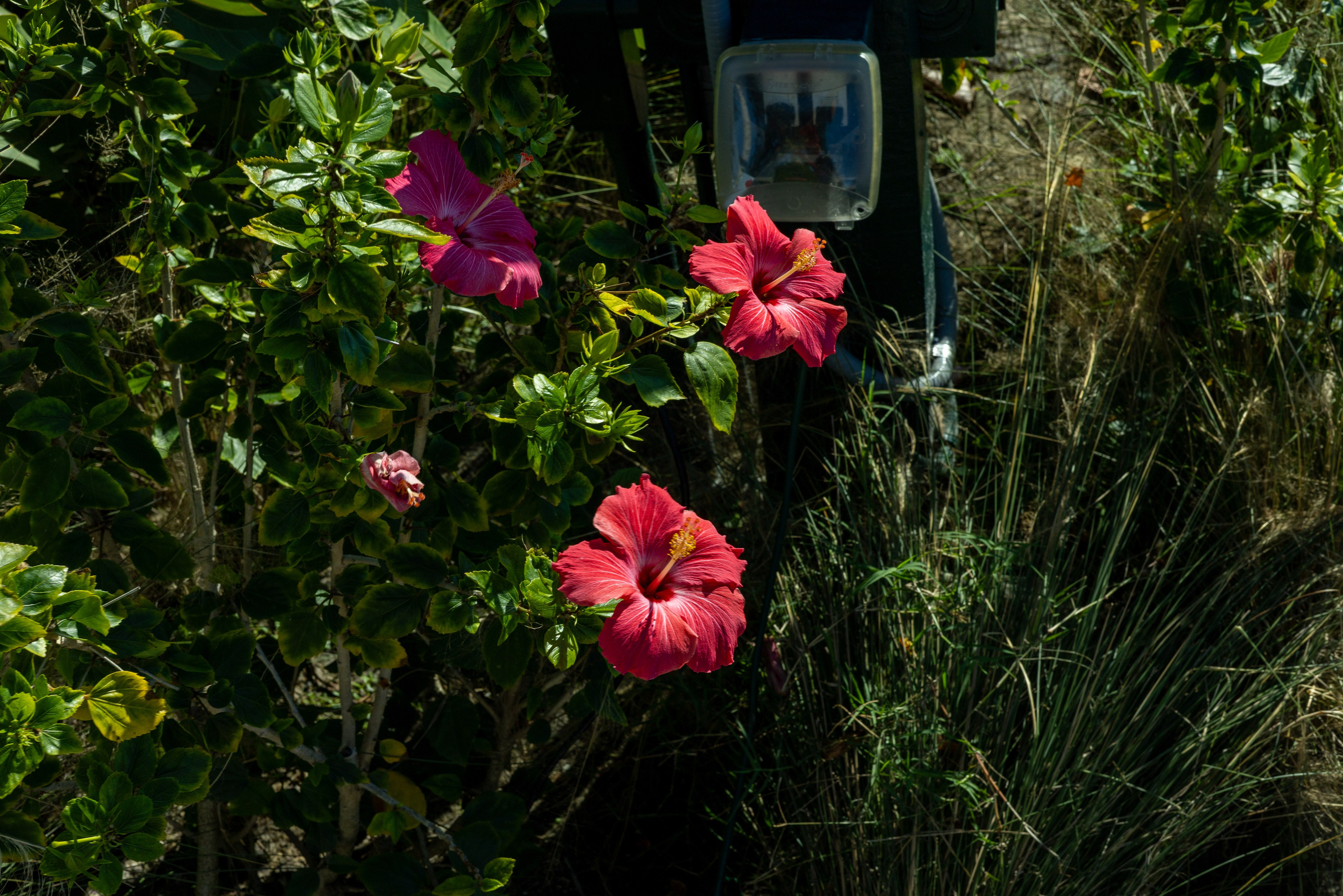 Pine Island / Machala. Out and About 239