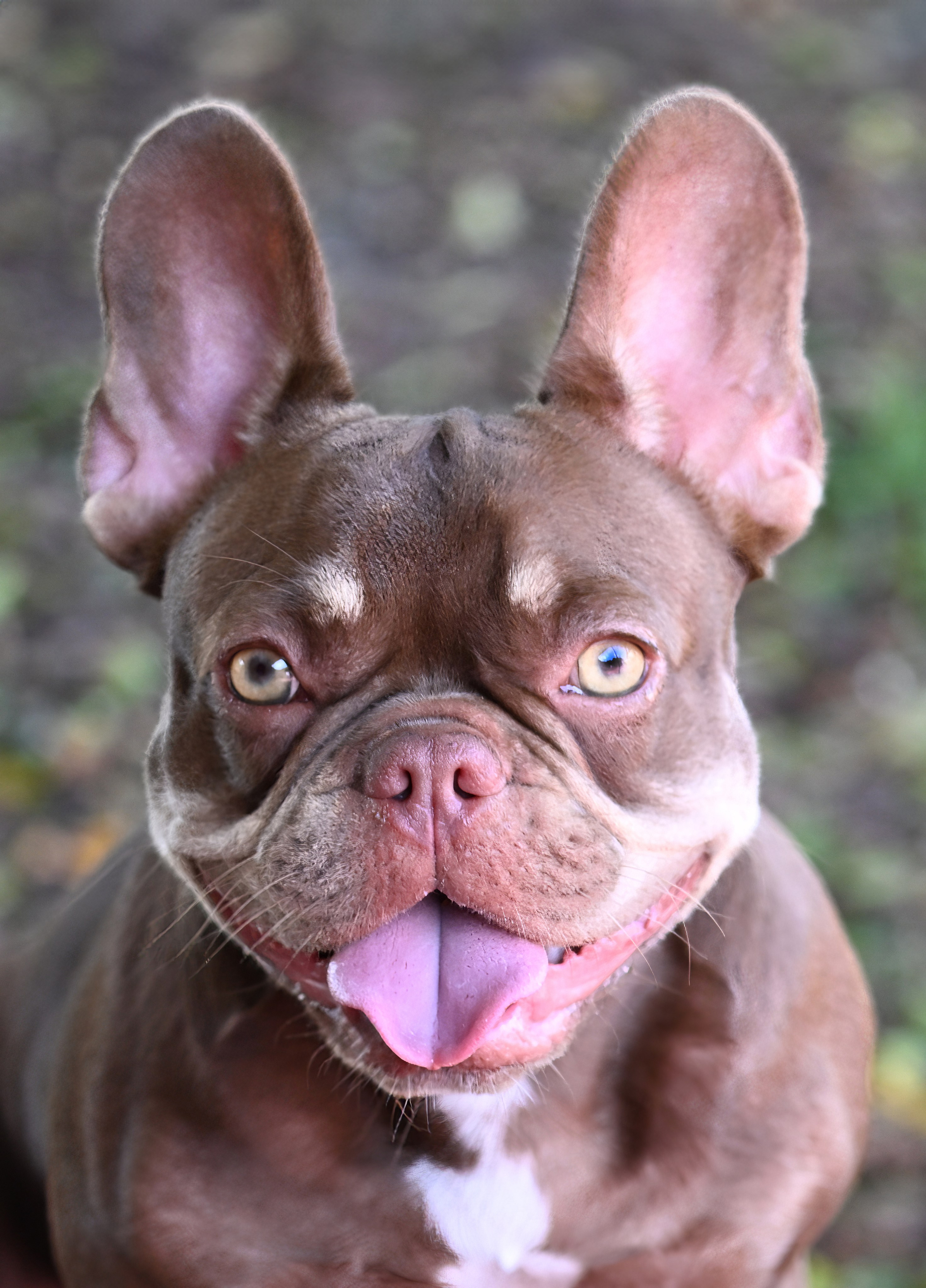 French Bulldogs. Katerina Royter Pet Photographer North Florida