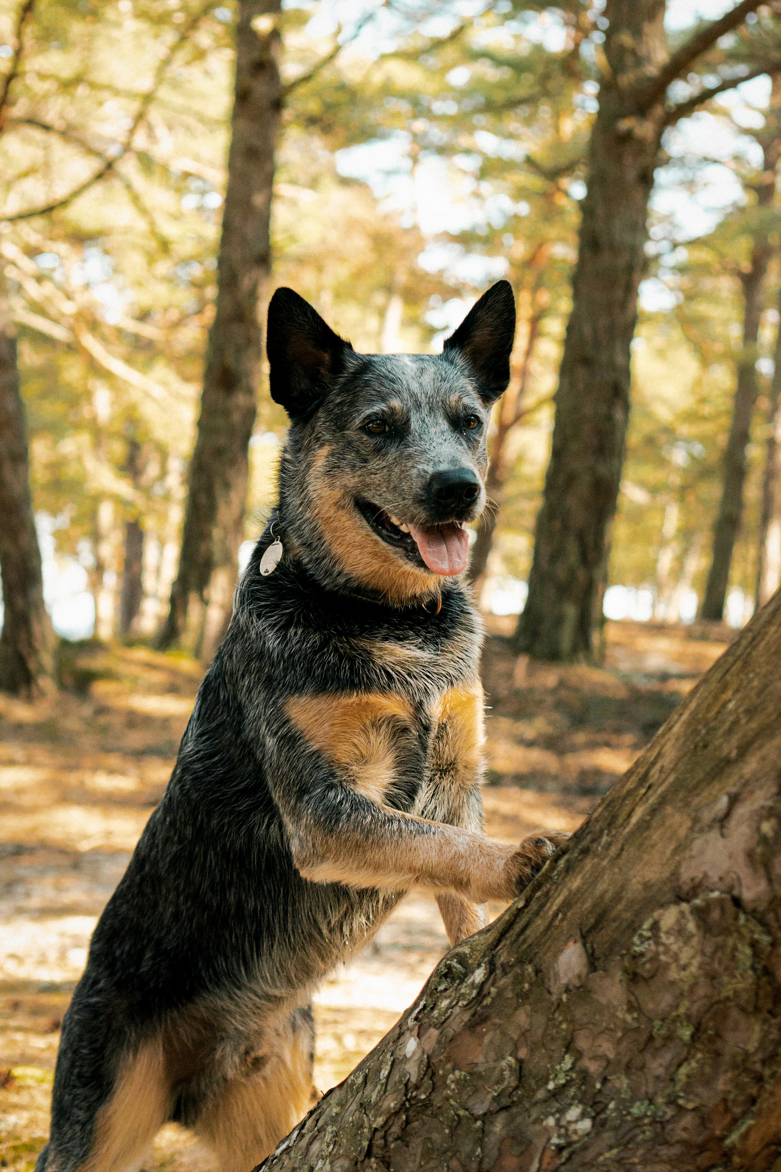 Oskar, Maria & Dmitrii. Kat Laisaar — Pet photographer in Tallinn