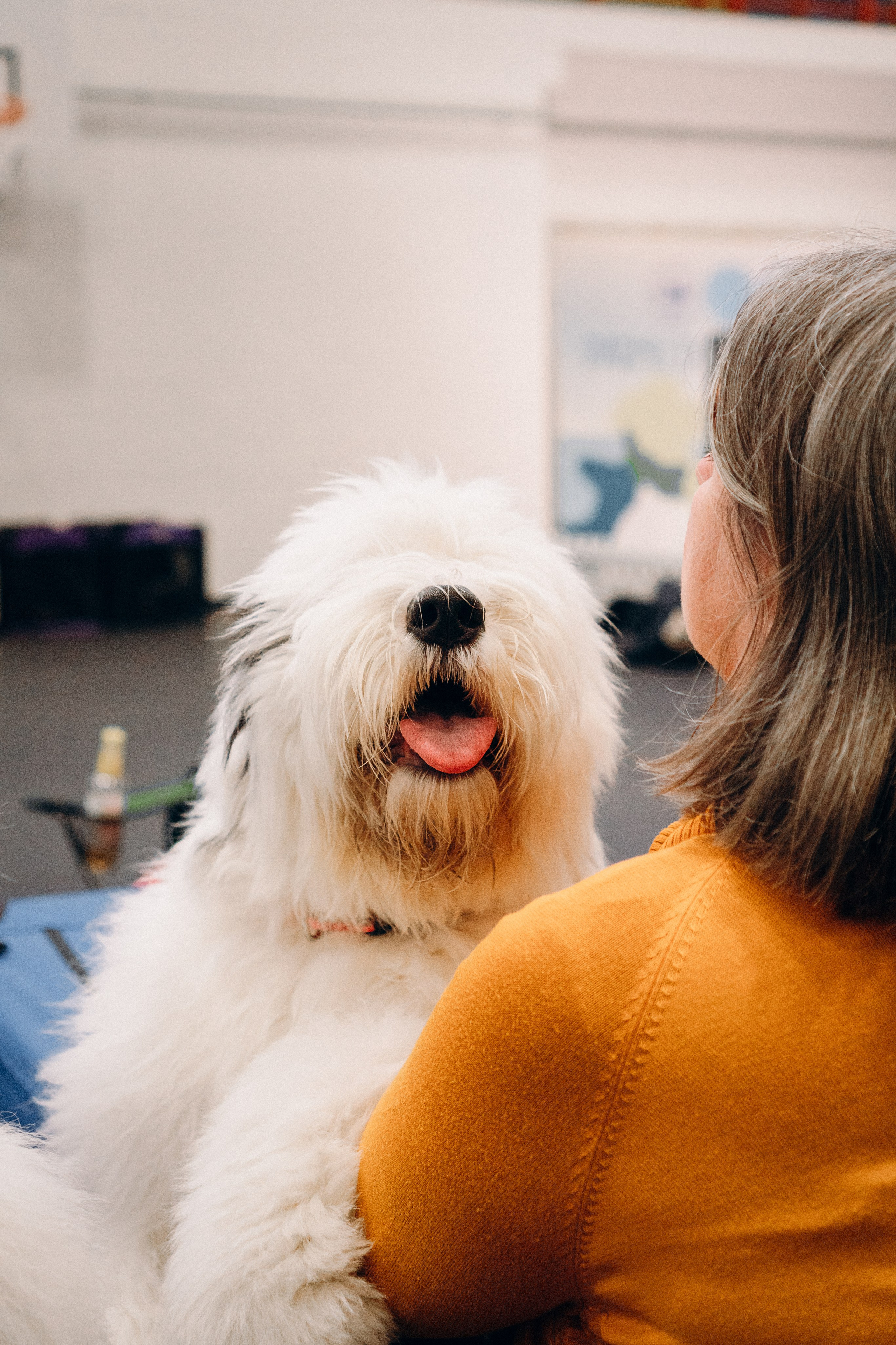 Pärnu dog weekend photo report. Kat Laisaar — Pet photographer in Tallinn