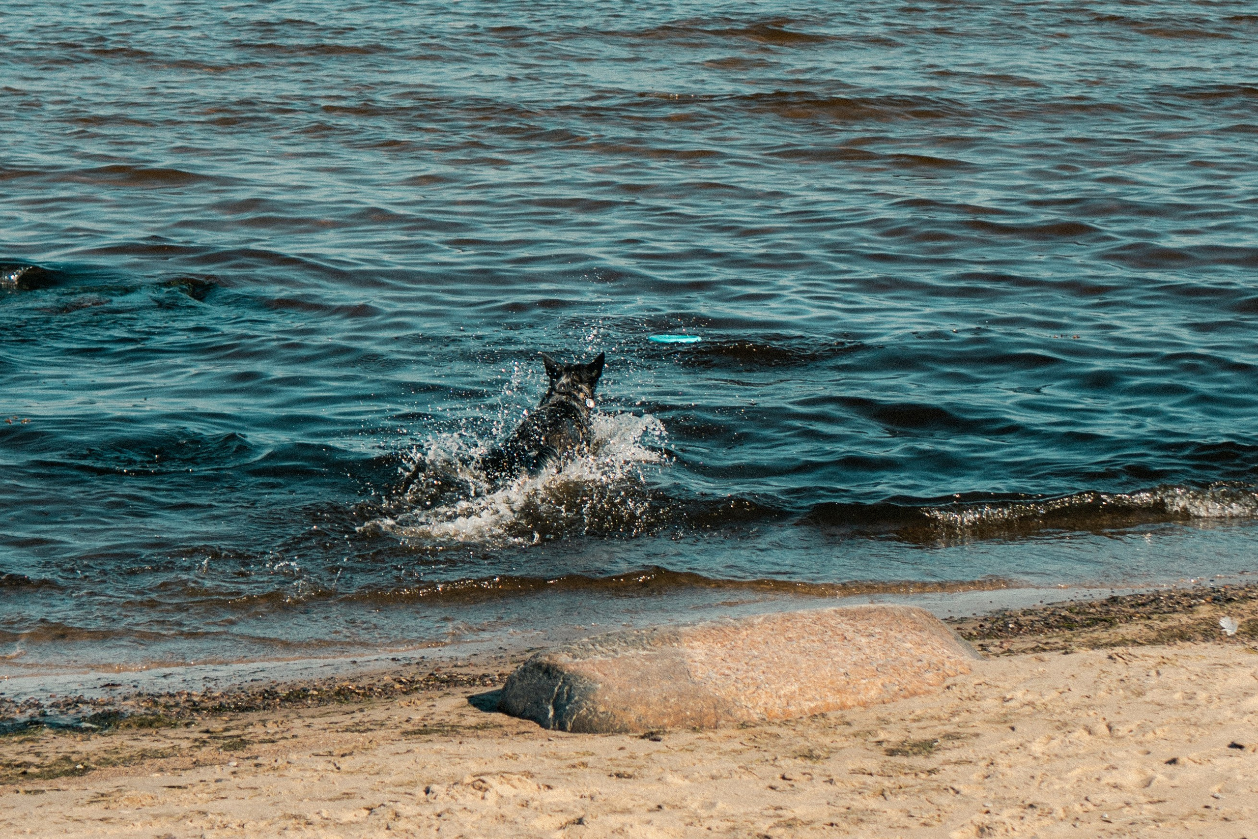 Oskar, Maria & Dmitrii. Kat Laisaar — Pet photographer in Tallinn