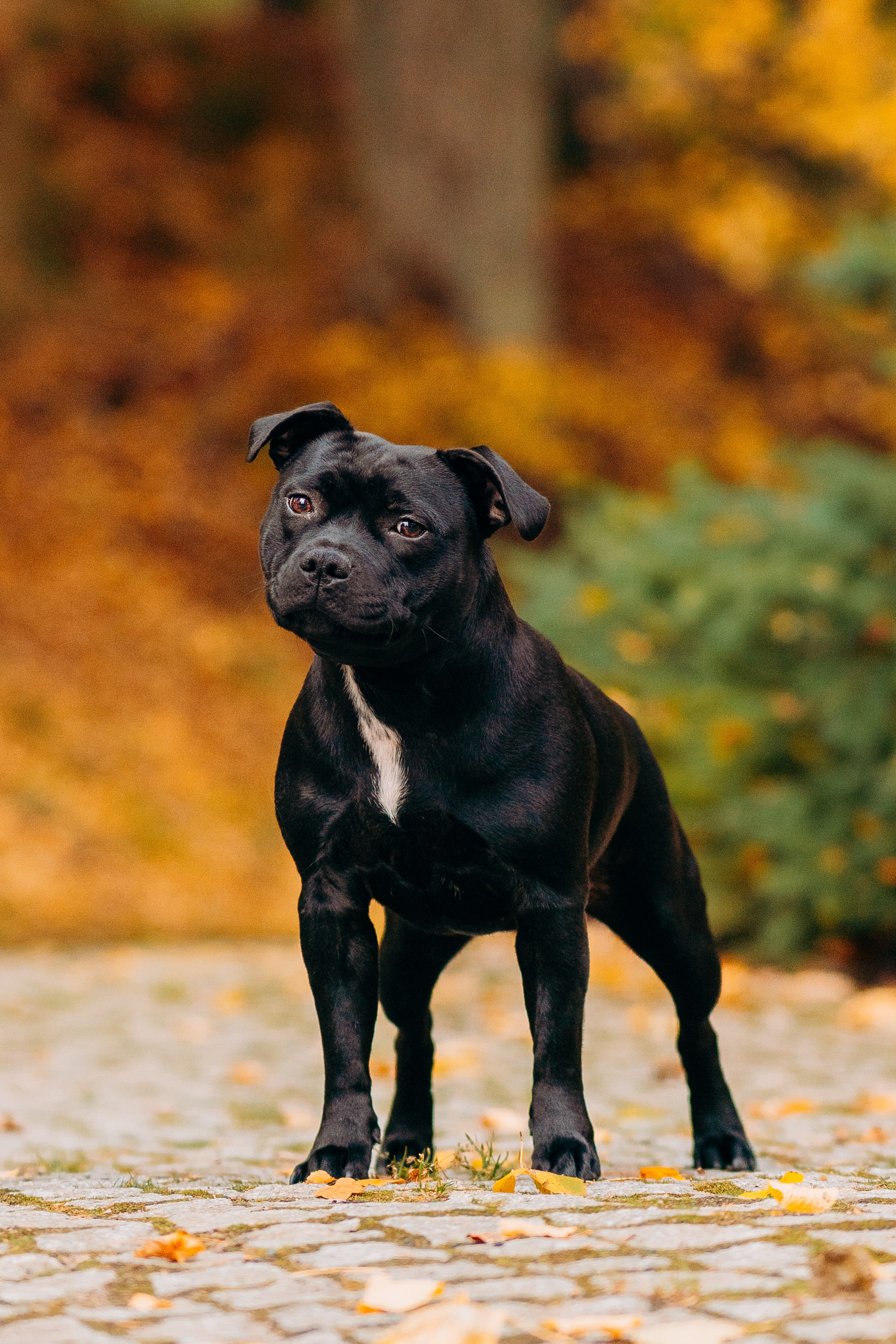 Staffordshire Bull Terriers Meetup. Kat Laisaar — Pet photographer in Tallinn