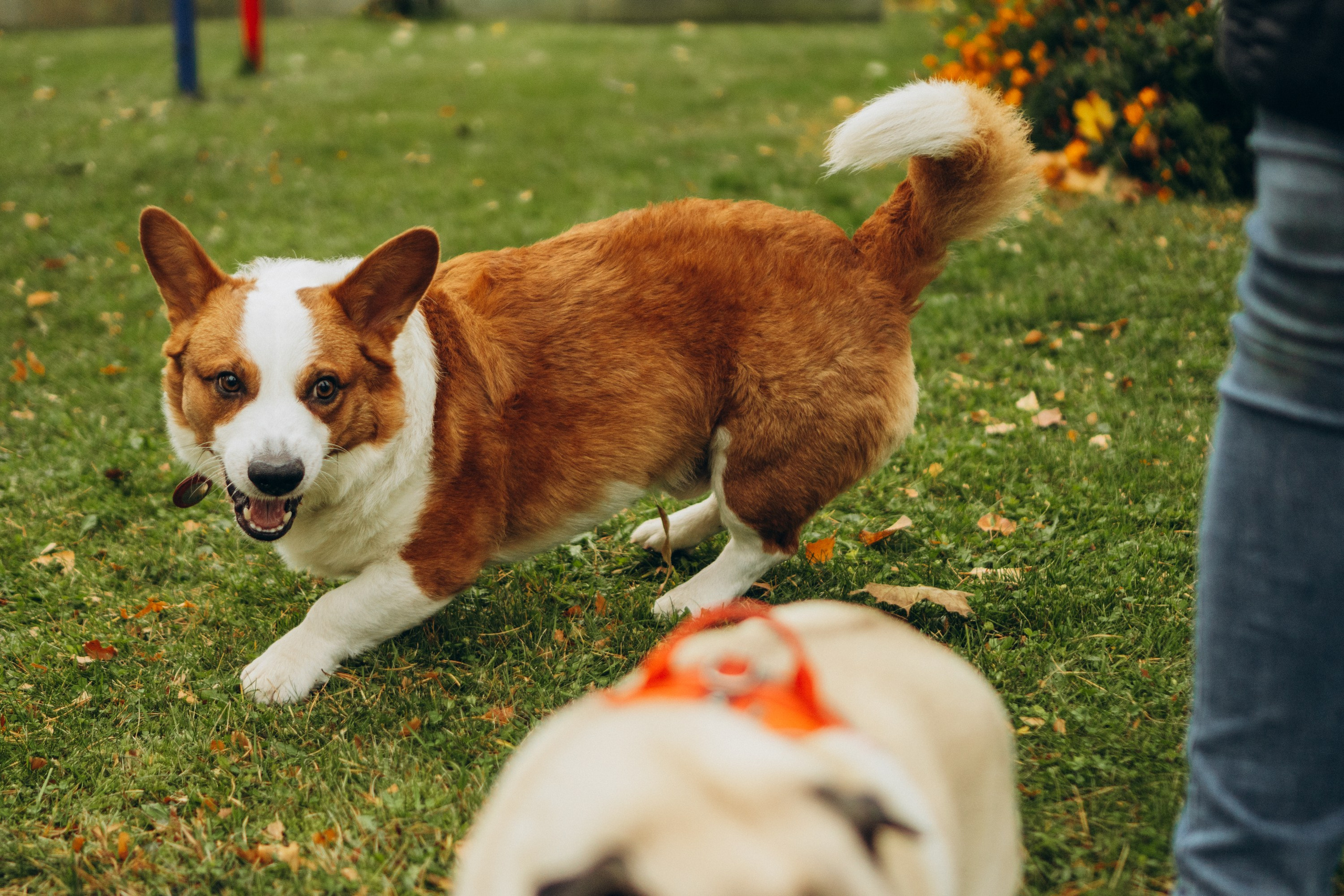 Jelena and her Sandy, Pug and Katja and her Safiir, Cardigan Welsh Corgi. Kat Laisaar — Pet photographer in Tallinn