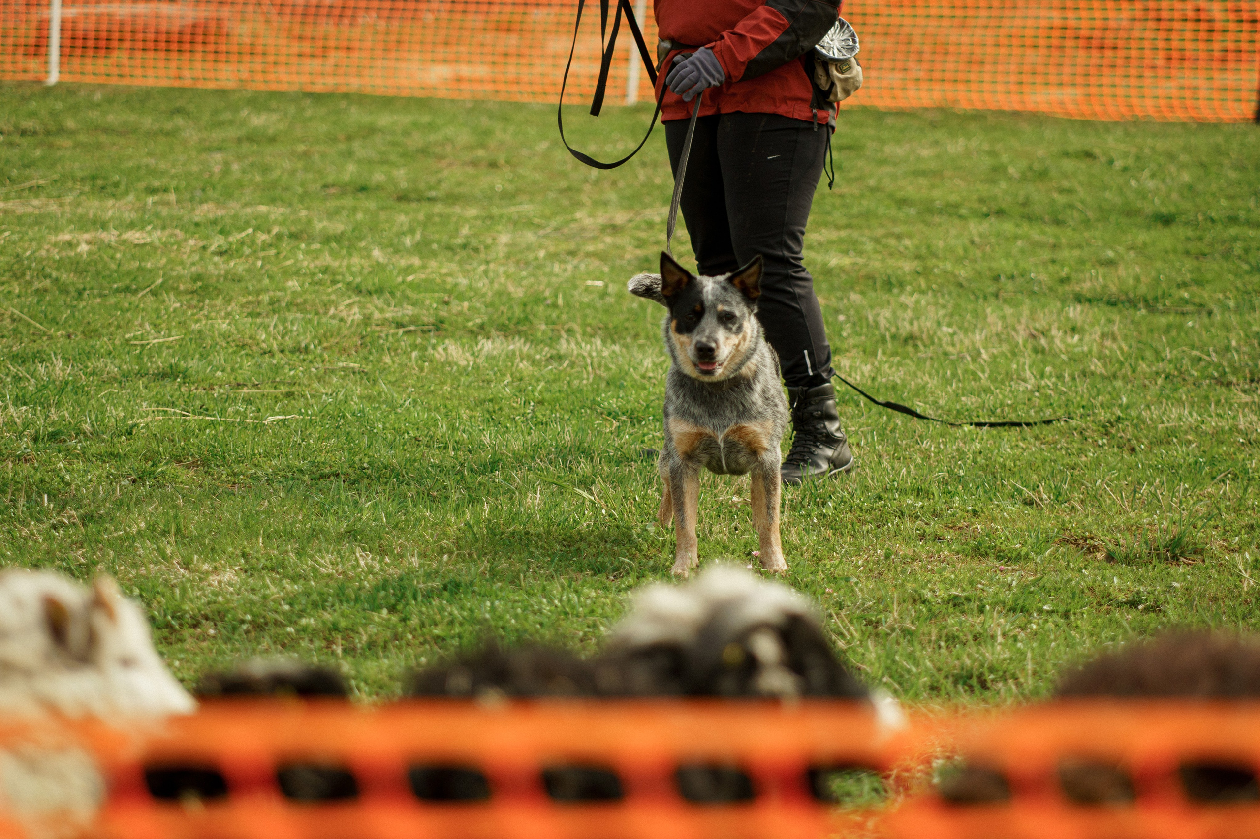 Herding Days, 26 apr. 2025. Kat Laisaar — Pet photographer in Tallinn