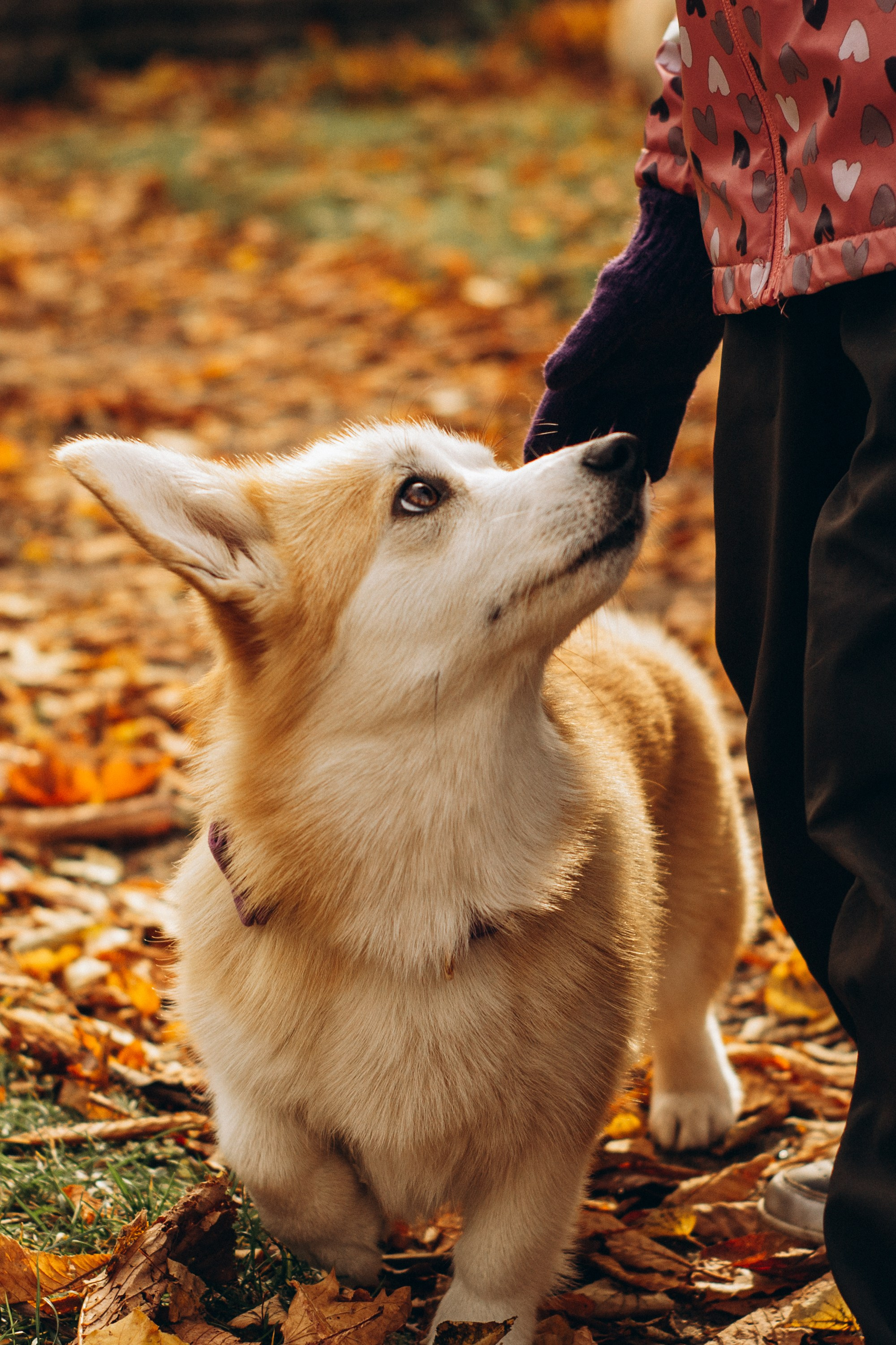 Corgi party, october. Kat Laisaar — Pet photographer in Tallinn