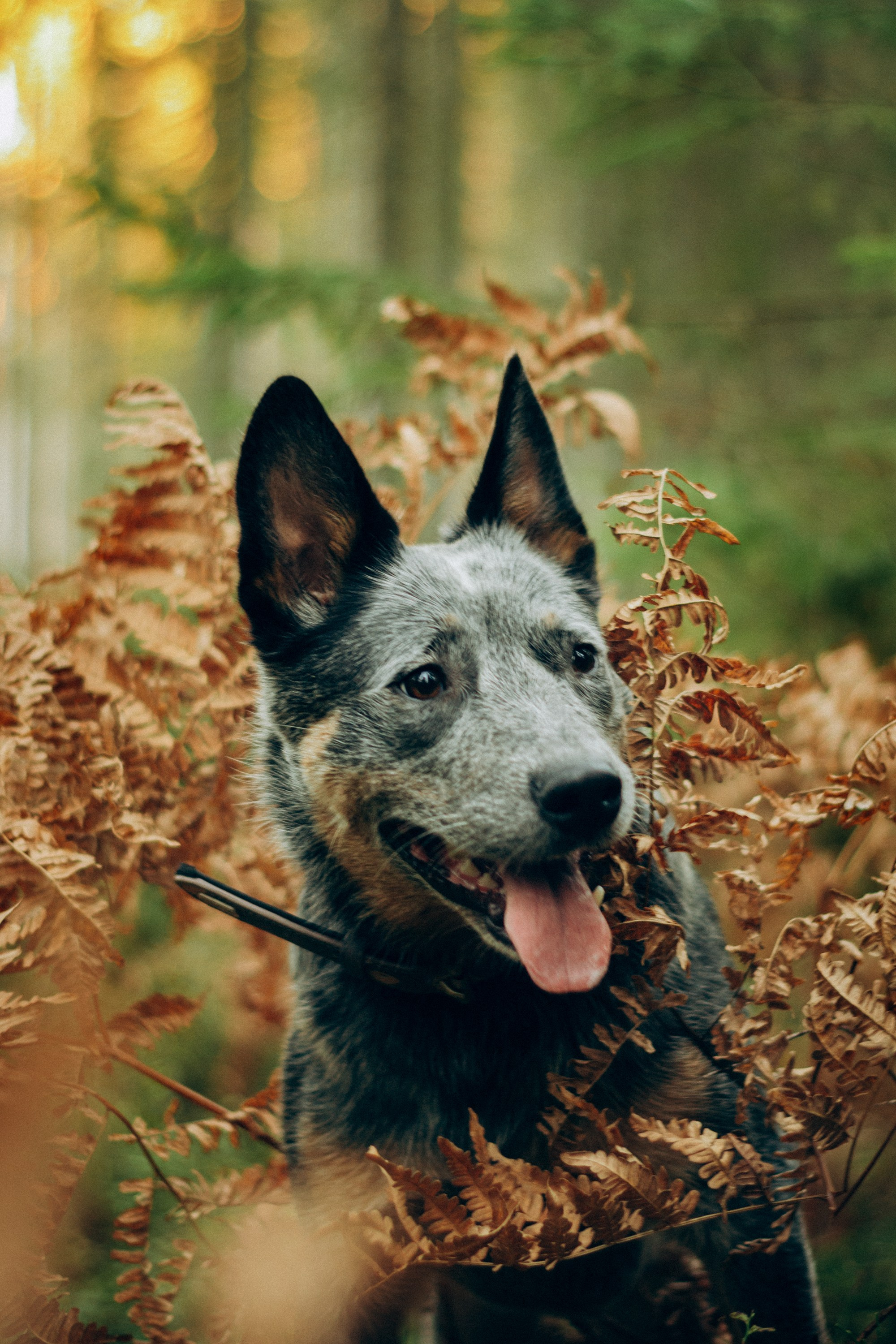 Polina and her Dakota, Blue Heeler. Kat Laisaar — Pet photographer in Tallinn