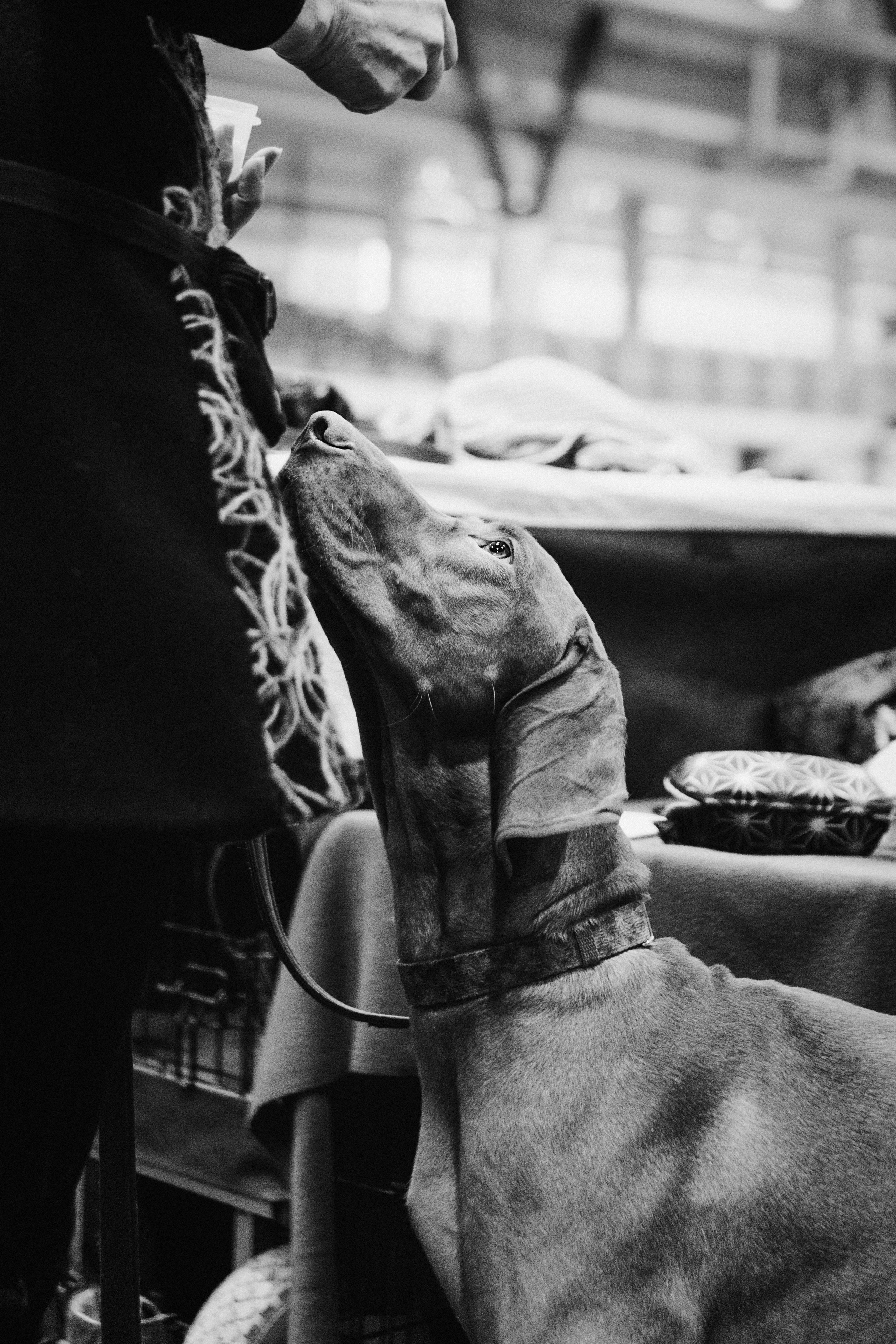 Pärnu dog weekend photo report. Kat Laisaar — Pet photographer in Tallinn