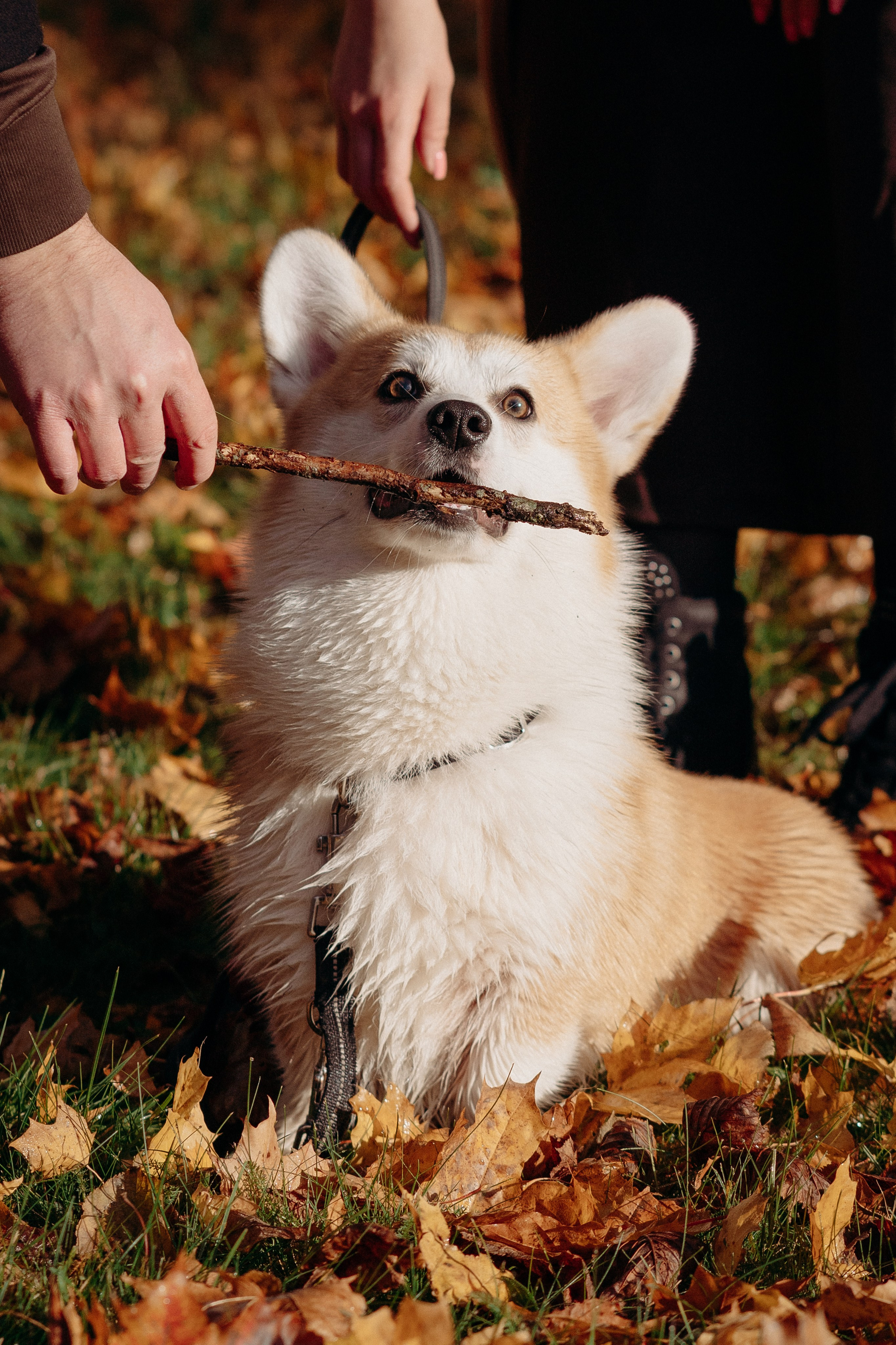 Liisa, Alexander & Marsel. Фотограф-анималист в Таллинне, Катя Лайсаар