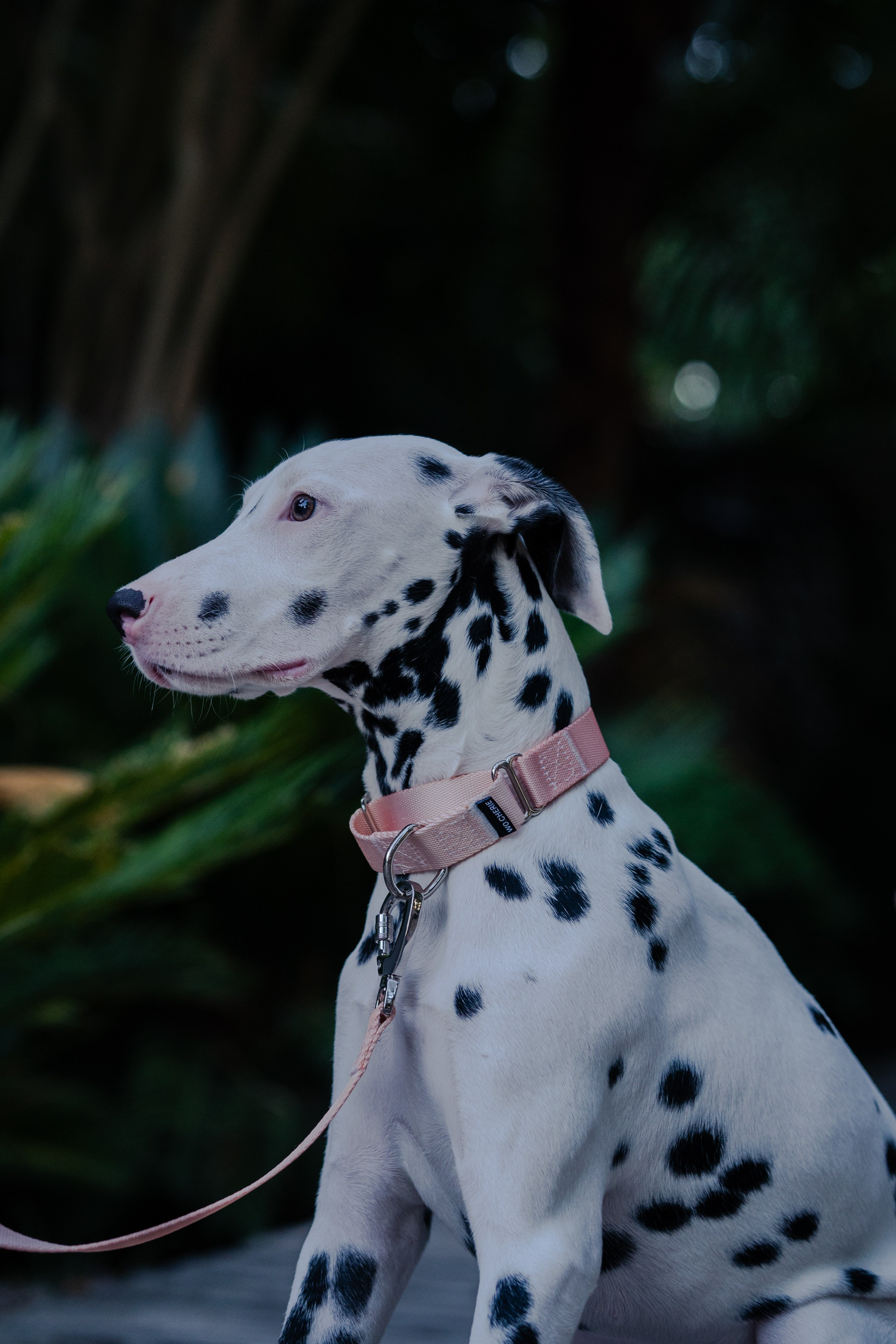 Wo.cherie. Lisbon Event Photographer