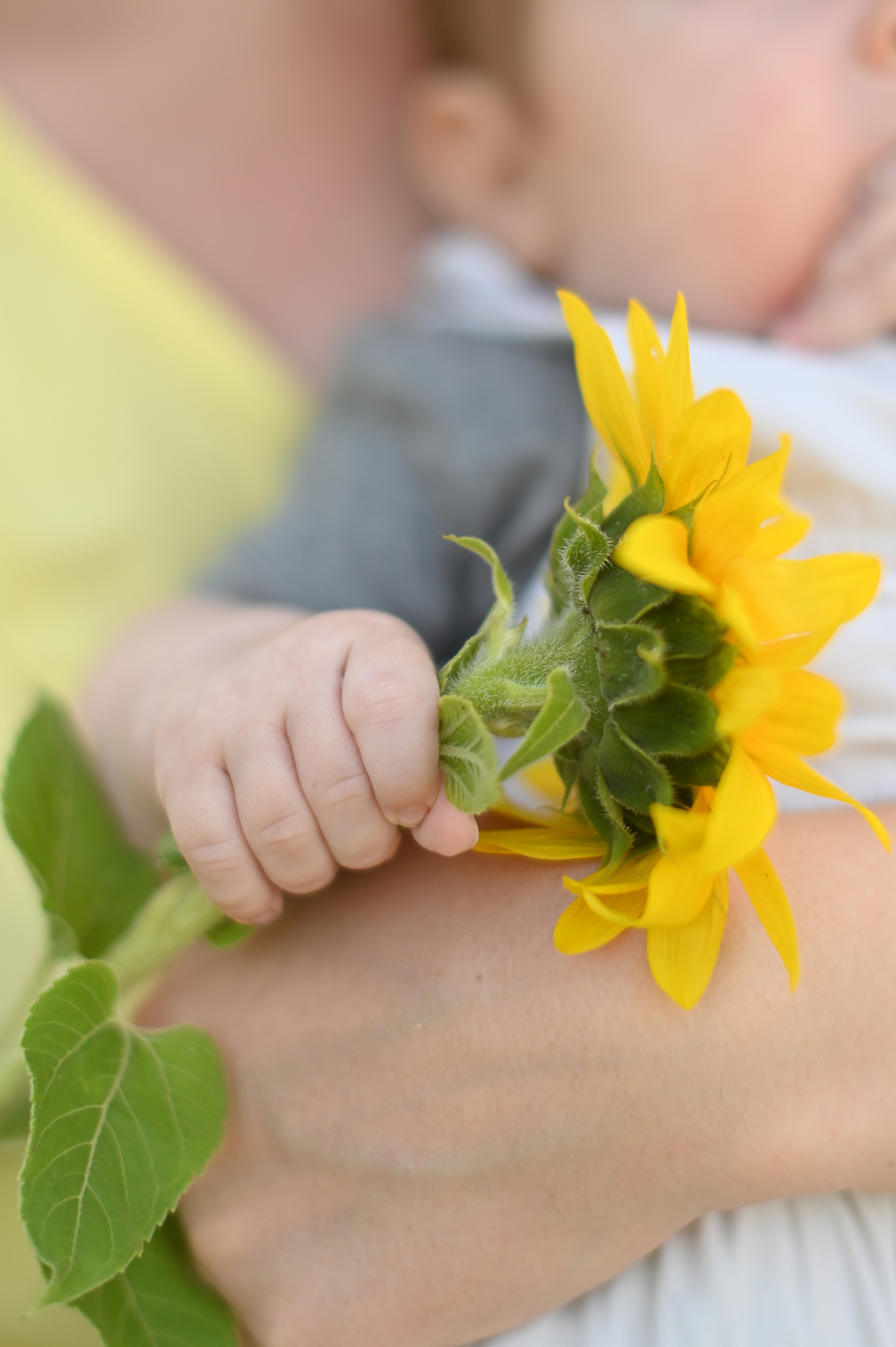 Подсолнухи. Детский и семейный фотограф в финляндии дина пулкка. контент фотограф