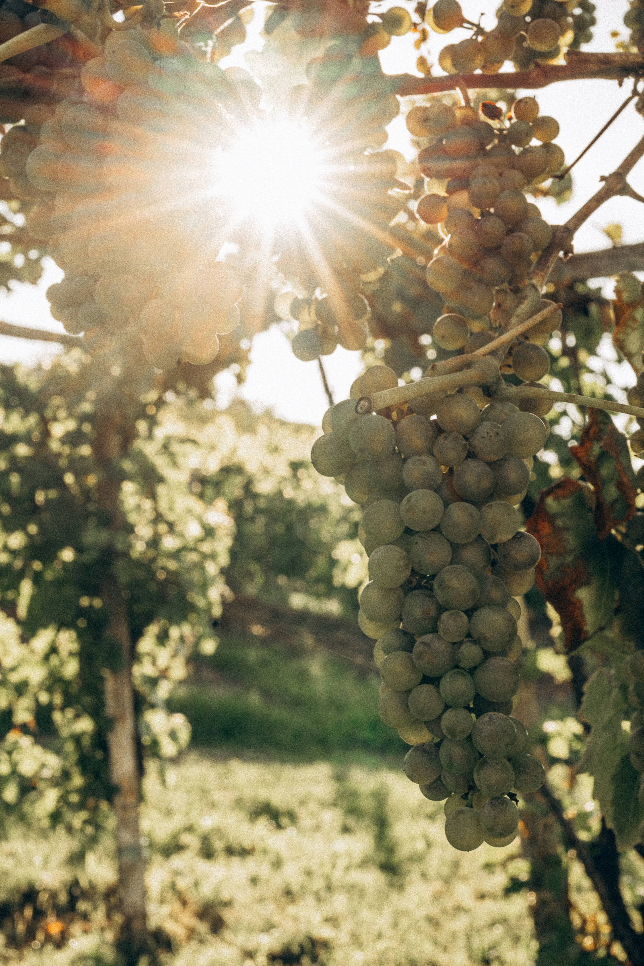Summer picnic. Family, conceptual women portrait photograher in Geneva, Switzerland