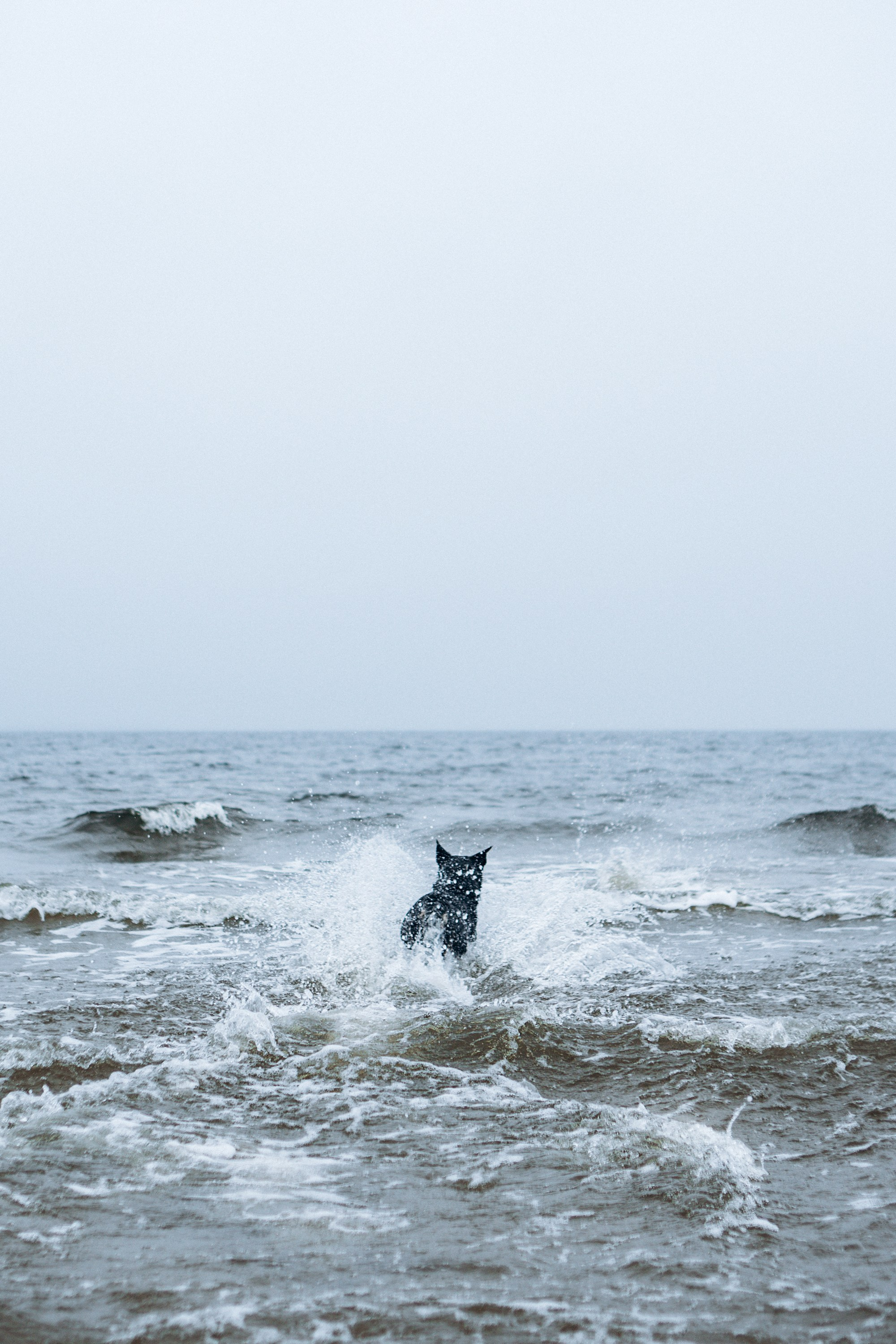 Polina and her Dakota, Australian Cattle Dog. Kat Laisaar — Pet photographer in Tallinn