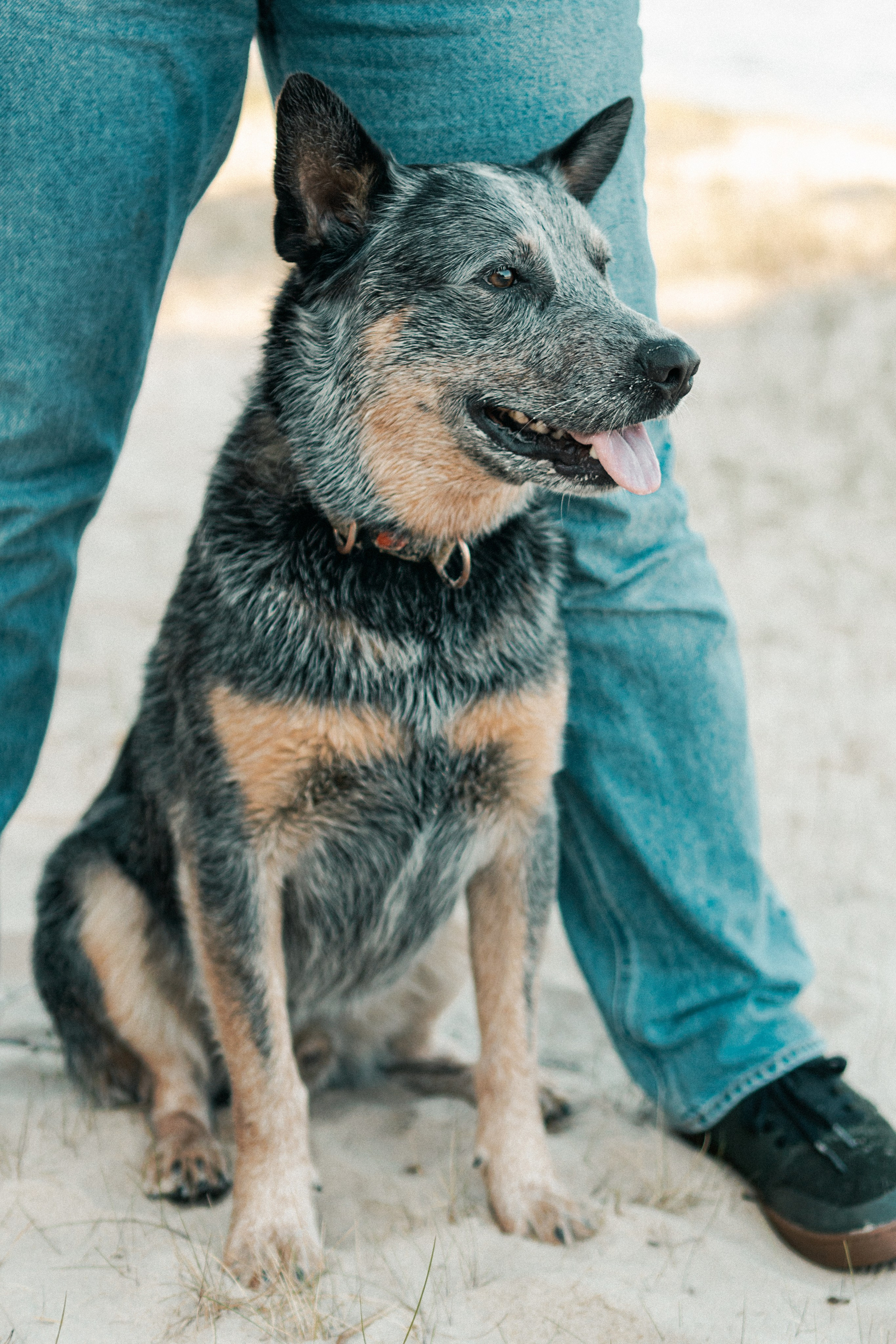Oskar, Maria & Dmitrii. Kat Laisaar — Pet photographer in Tallinn