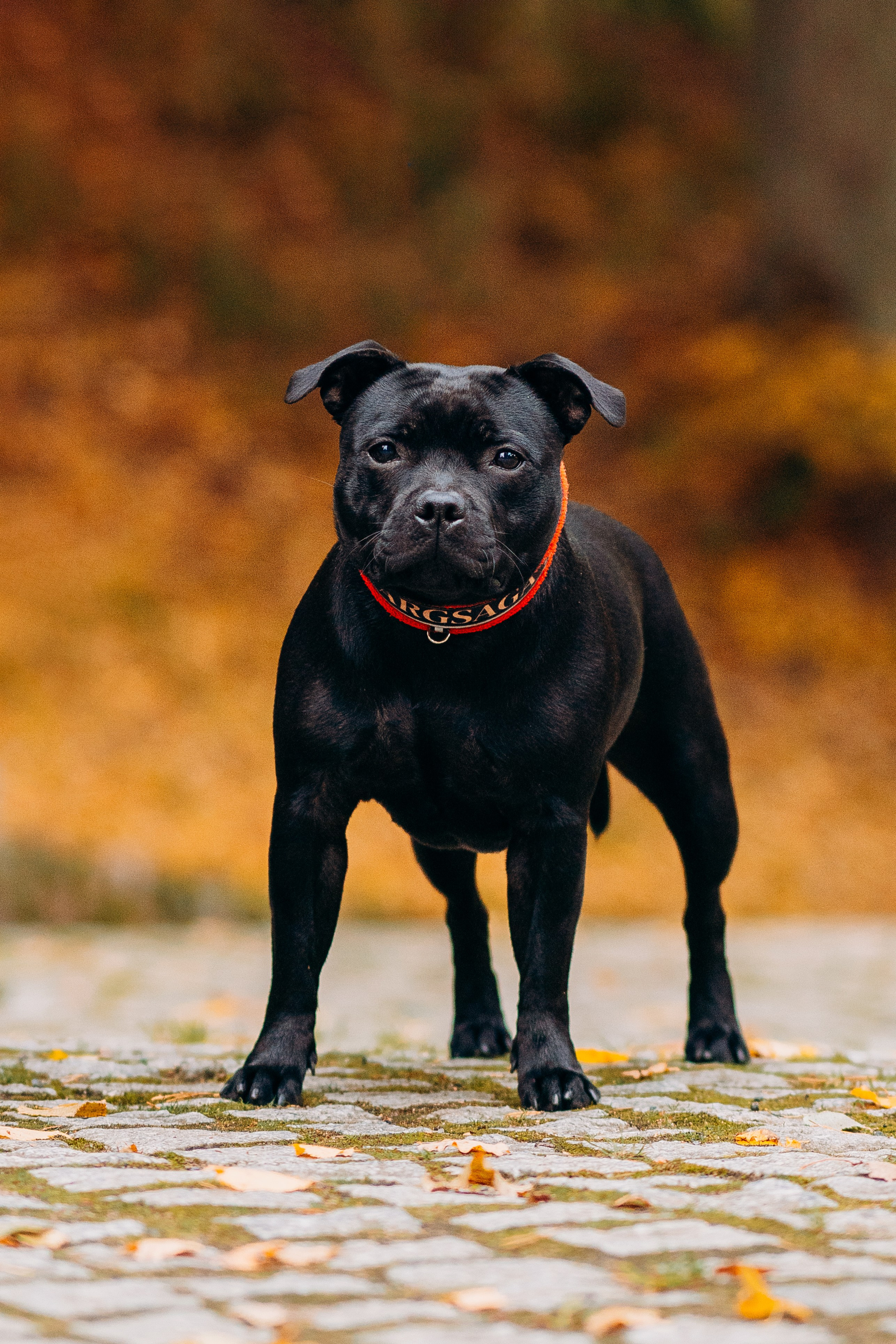 Staffordshire Bull Terriers Meetup. Kat Laisaar — Pet photographer in Tallinn