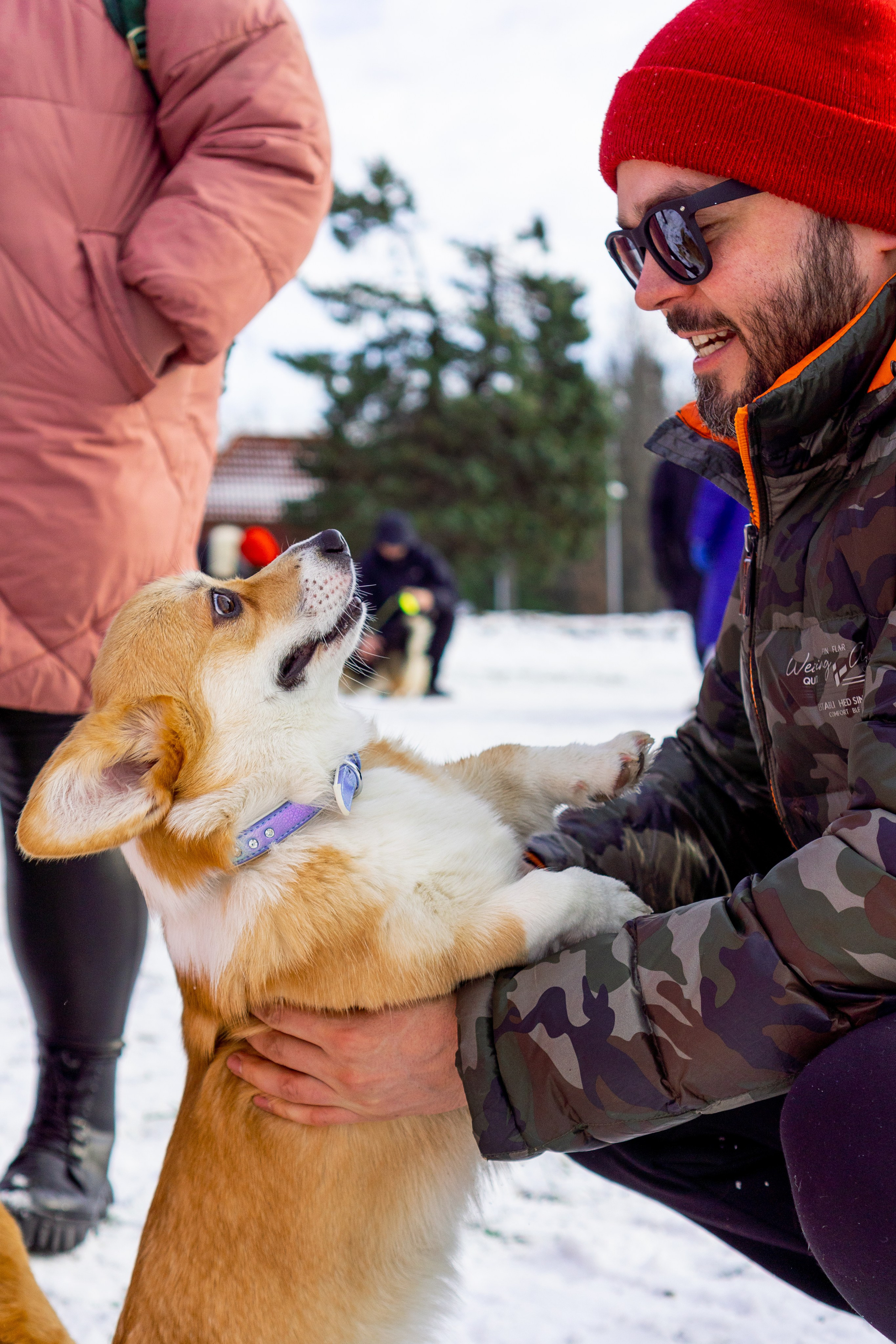Corgi party, 23 feb. 2025. Kat Laisaar — Pet photographer in Tallinn