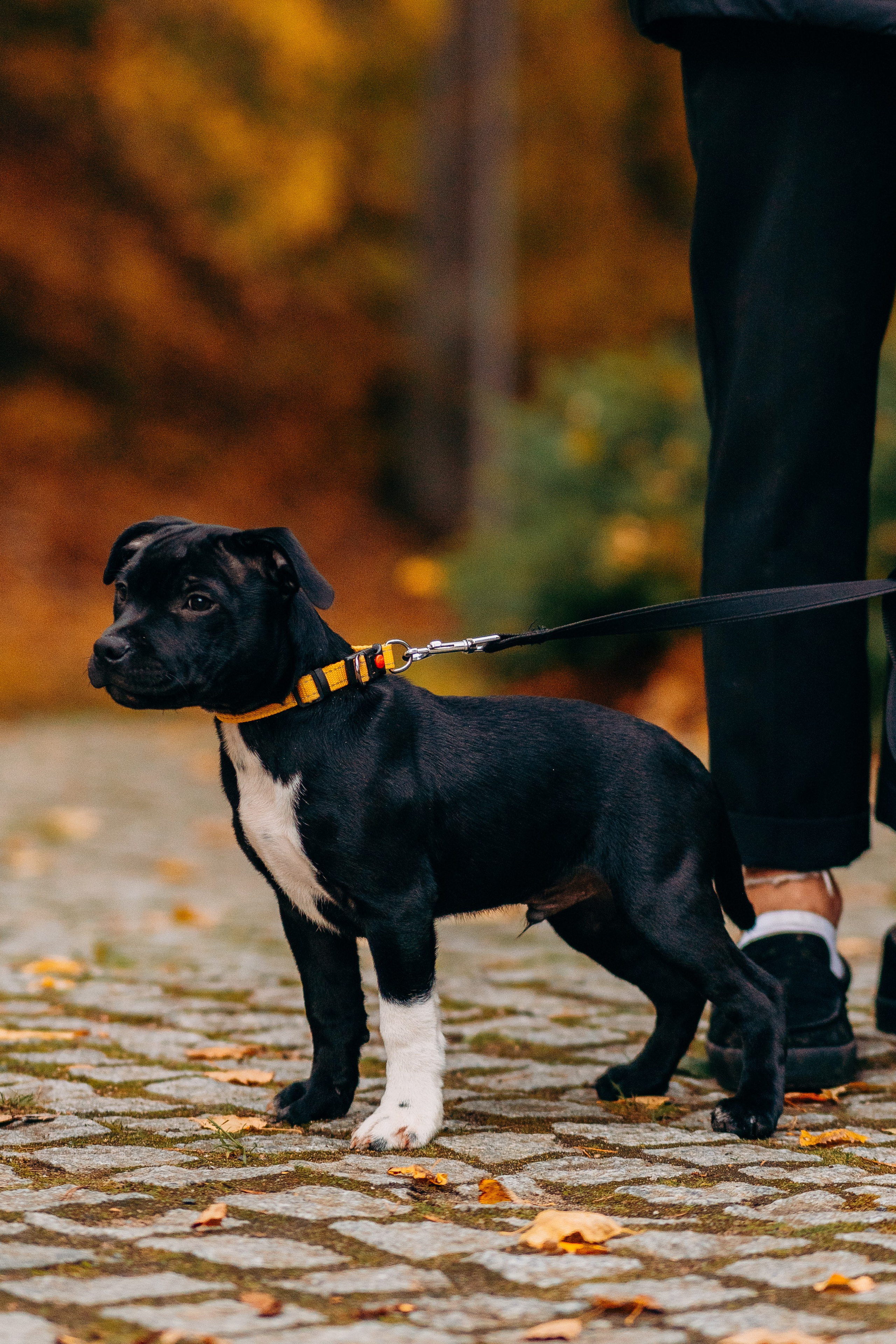 Staffordshire Bull Terriers Meetup. Kat Laisaar — Pet photographer in Tallinn