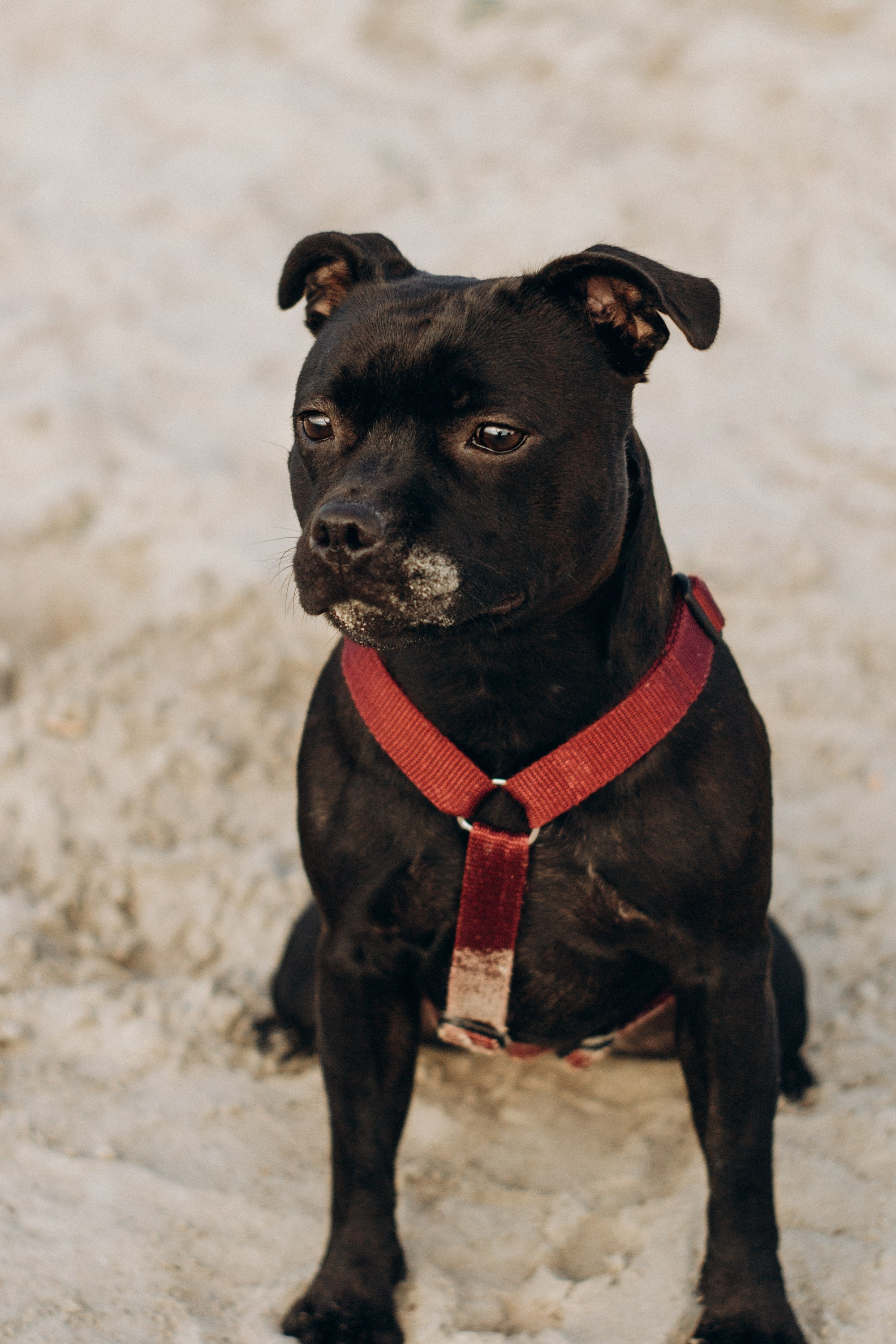 Severa and Barracuda, Staffordshire Bull Terriers. Kat Laisaar — Pet photographer in Tallinn