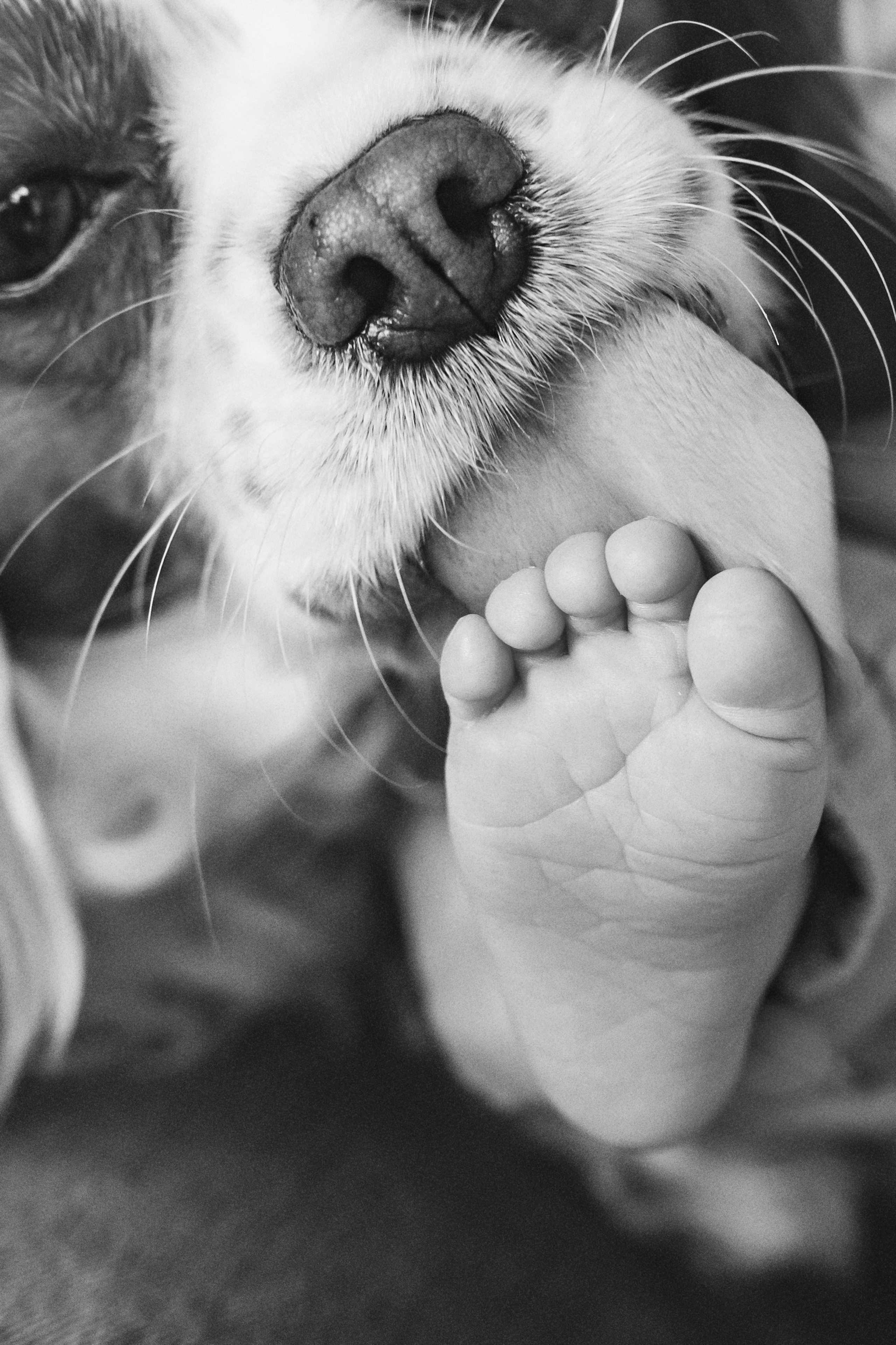 Фотосесия за новородено. Фотограф Ирина Йотова