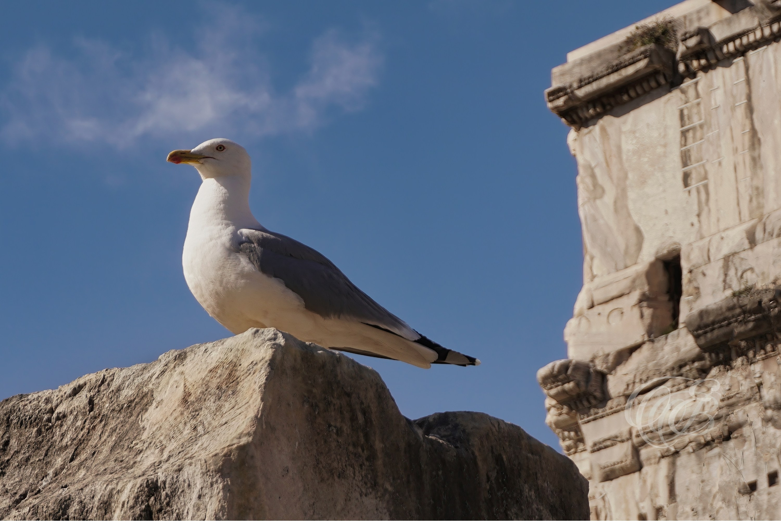 Rome Italy — Roman Forum Seagull — Eduardo Bartoli Fine Art Photography — Photograph of a seagull perched on ancient ruins with the Arch of Septimius Severus in the background, Roman Forum, Rome, Italy — photography by Eduardo Bartoli.